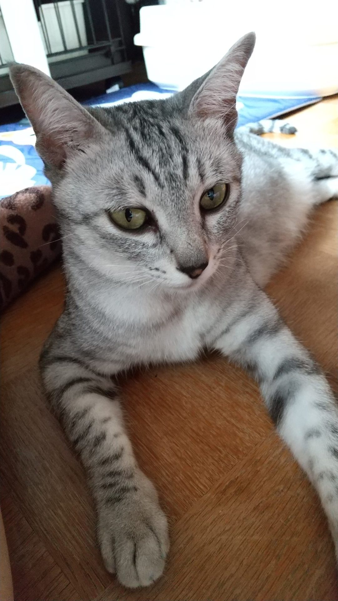 HORIZON_0001_BURST20200720075103249_COVER