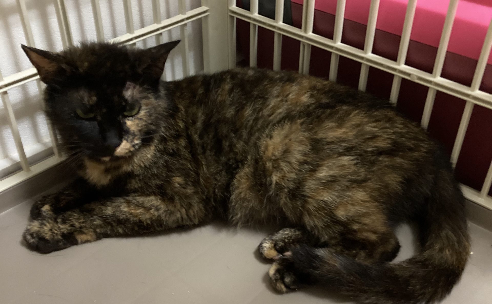 97350424-C0CE-4895-9FC5-096AAD83C8D1