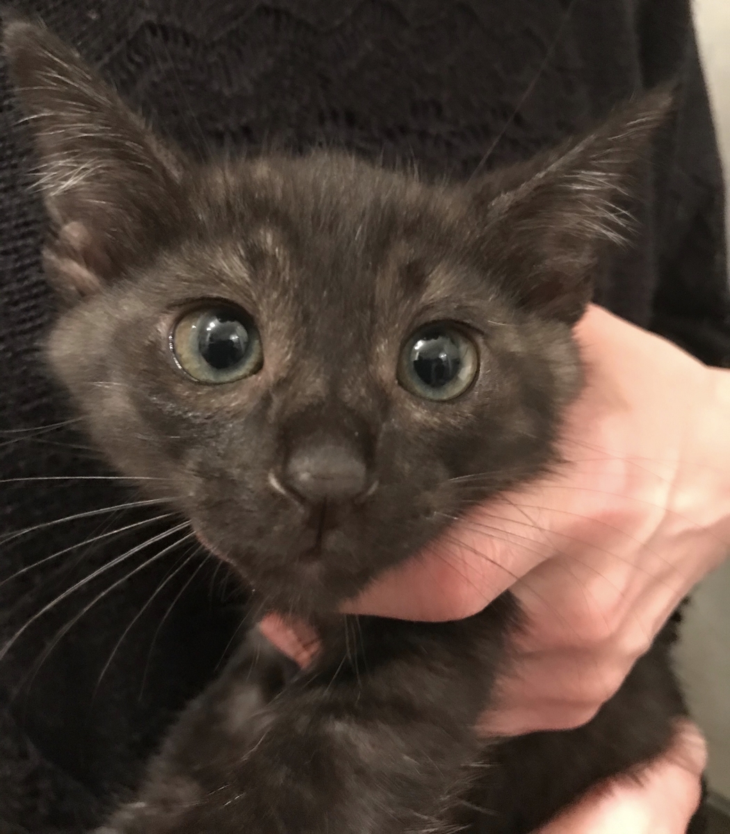 C87AB1DD-B9E2-415A-9D9D-94484211FE8E_R