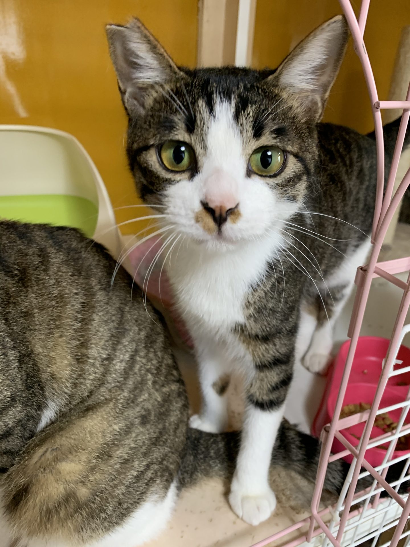 4A270BF9-EA10-4269-9389-51AF31A23141