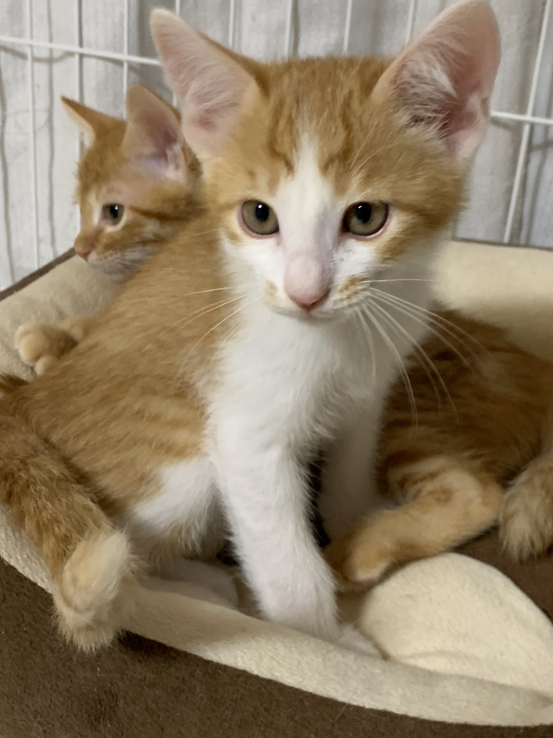 4DCD99AF-31EF-40D3-99E3-852313696DB7