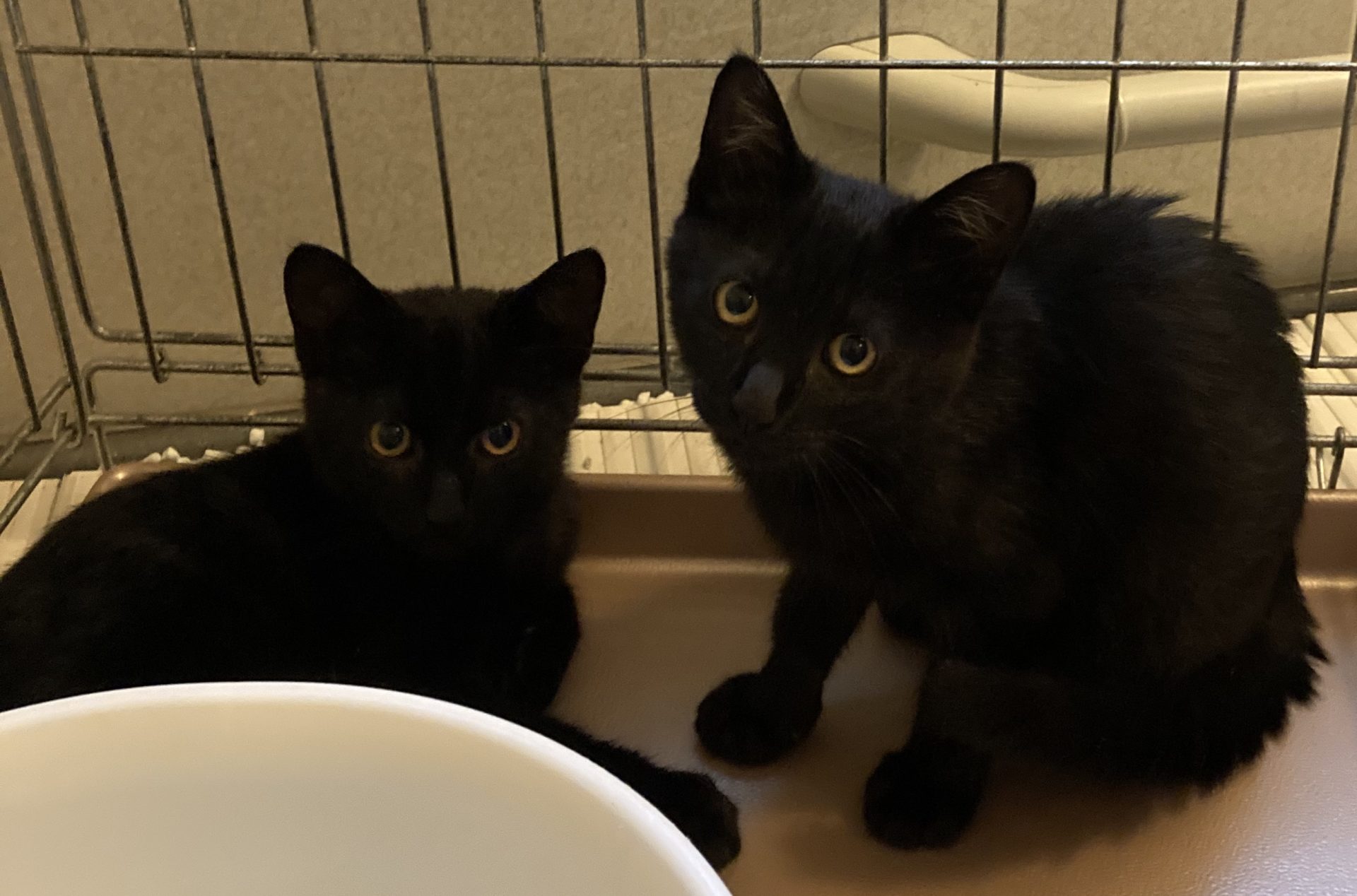 6E463878-E5A4-40BE-9A9E-D4DFDC78C2F7