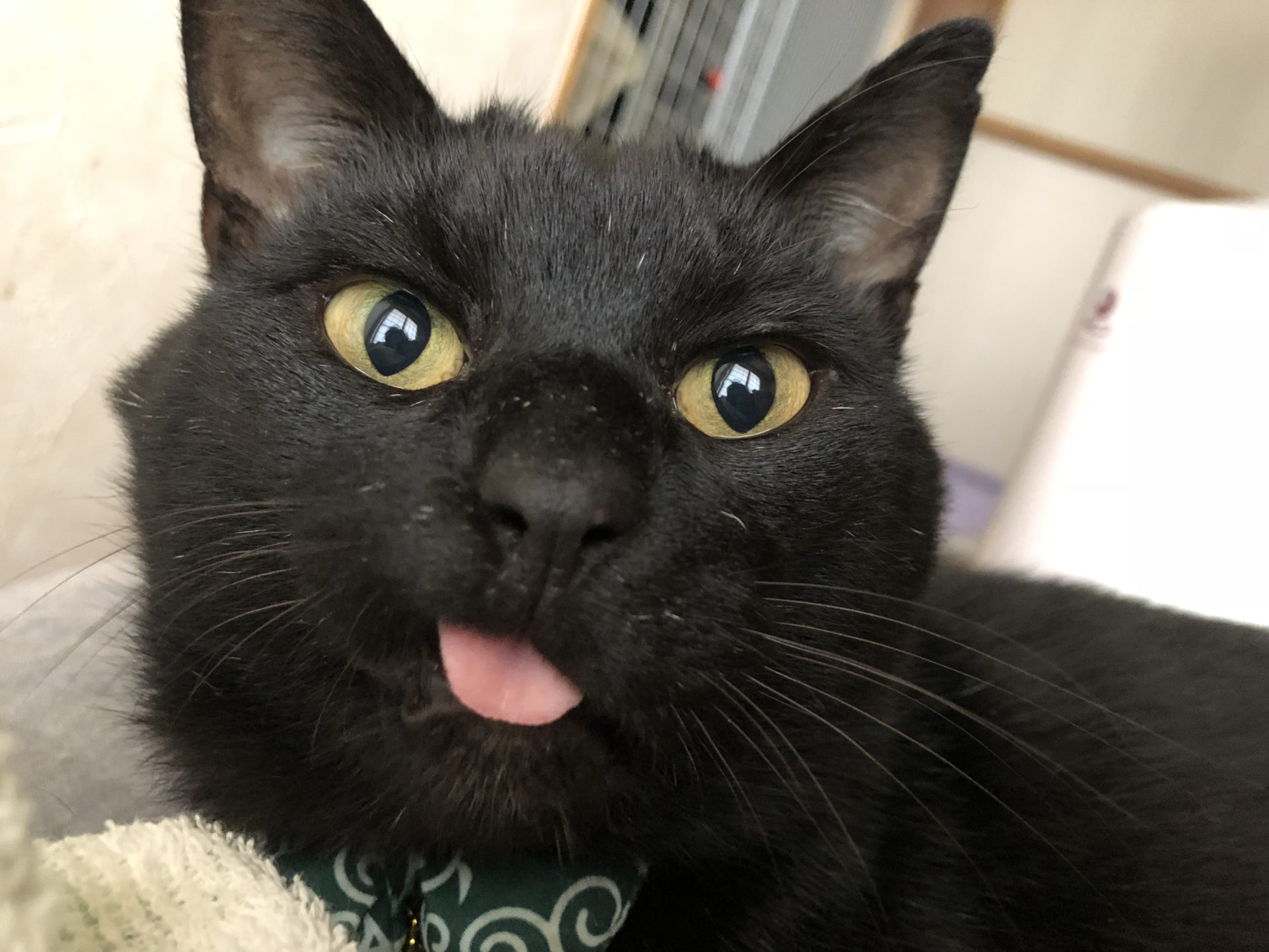 10A1ACB9-BDC2-43E6-BCD8-9012087C3617