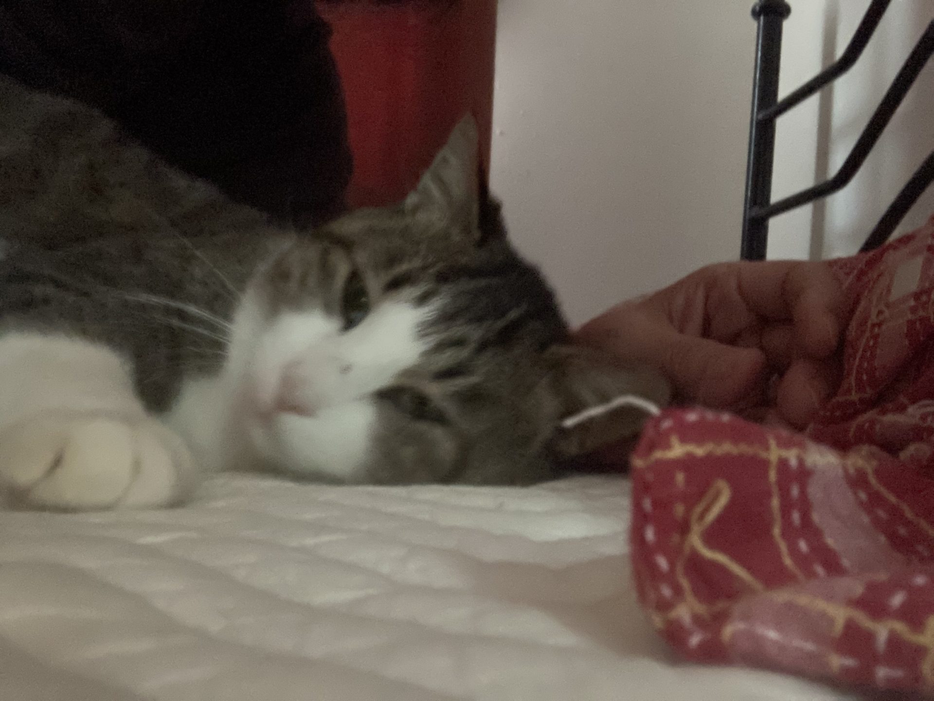 21132CB0-FBCD-480F-AD19-5F2B24B0C8ED