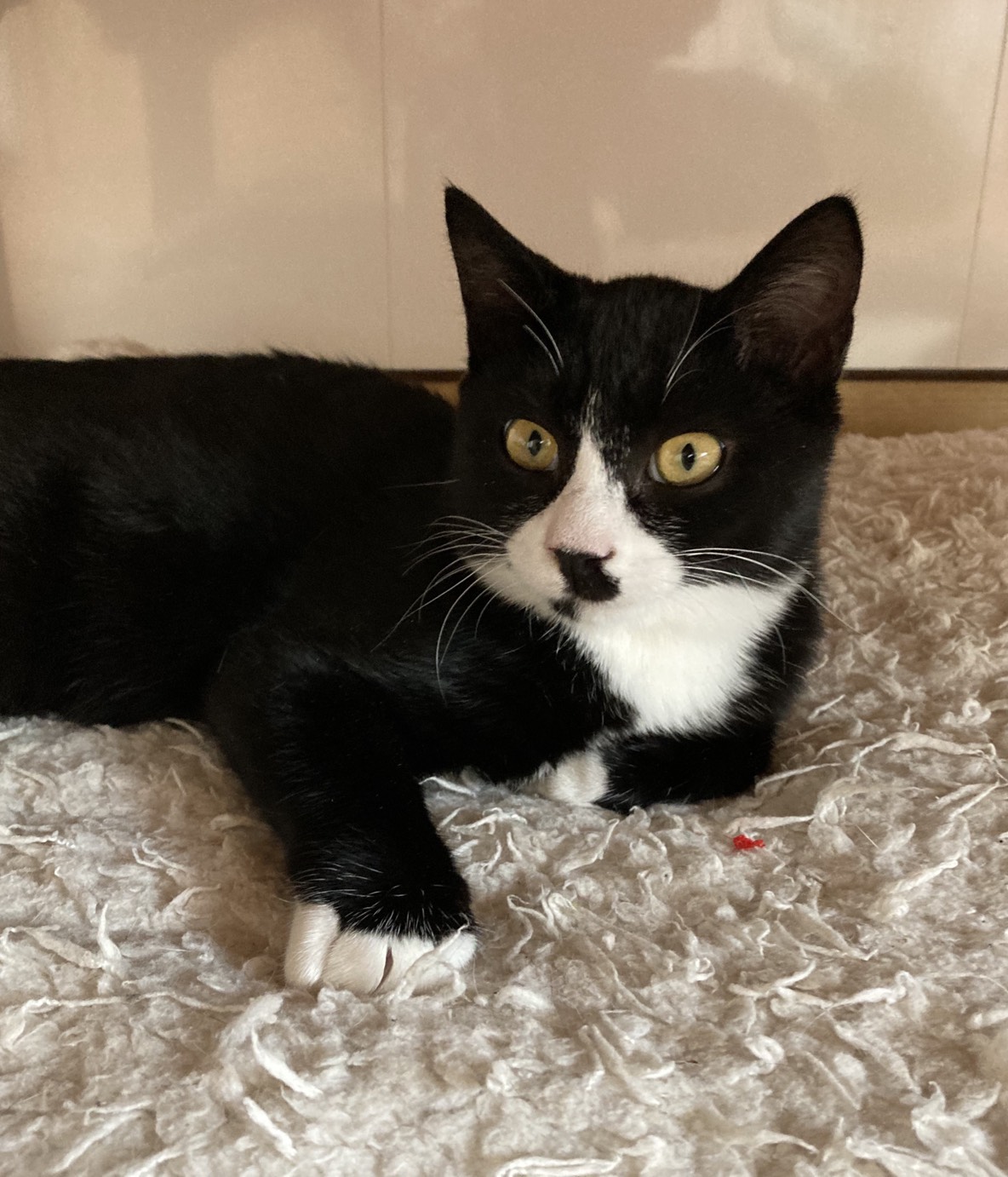 4CE3E6DB-CE26-4A7E-9C7C-79EB98E4459C