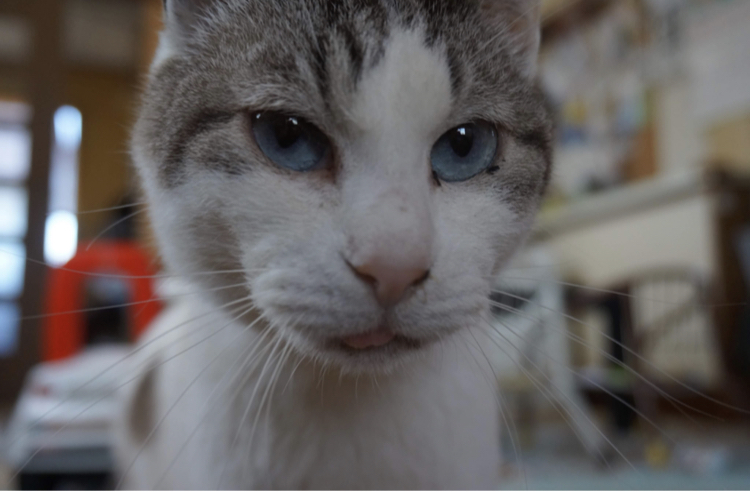 73DE2A06-E4E0-4540-96C2-62F146BB12C4