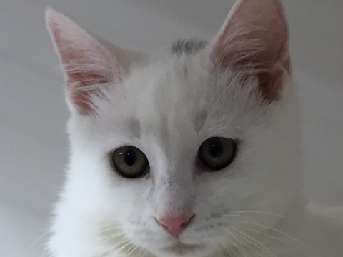 8a215bec6f441c9705147288f8e69024