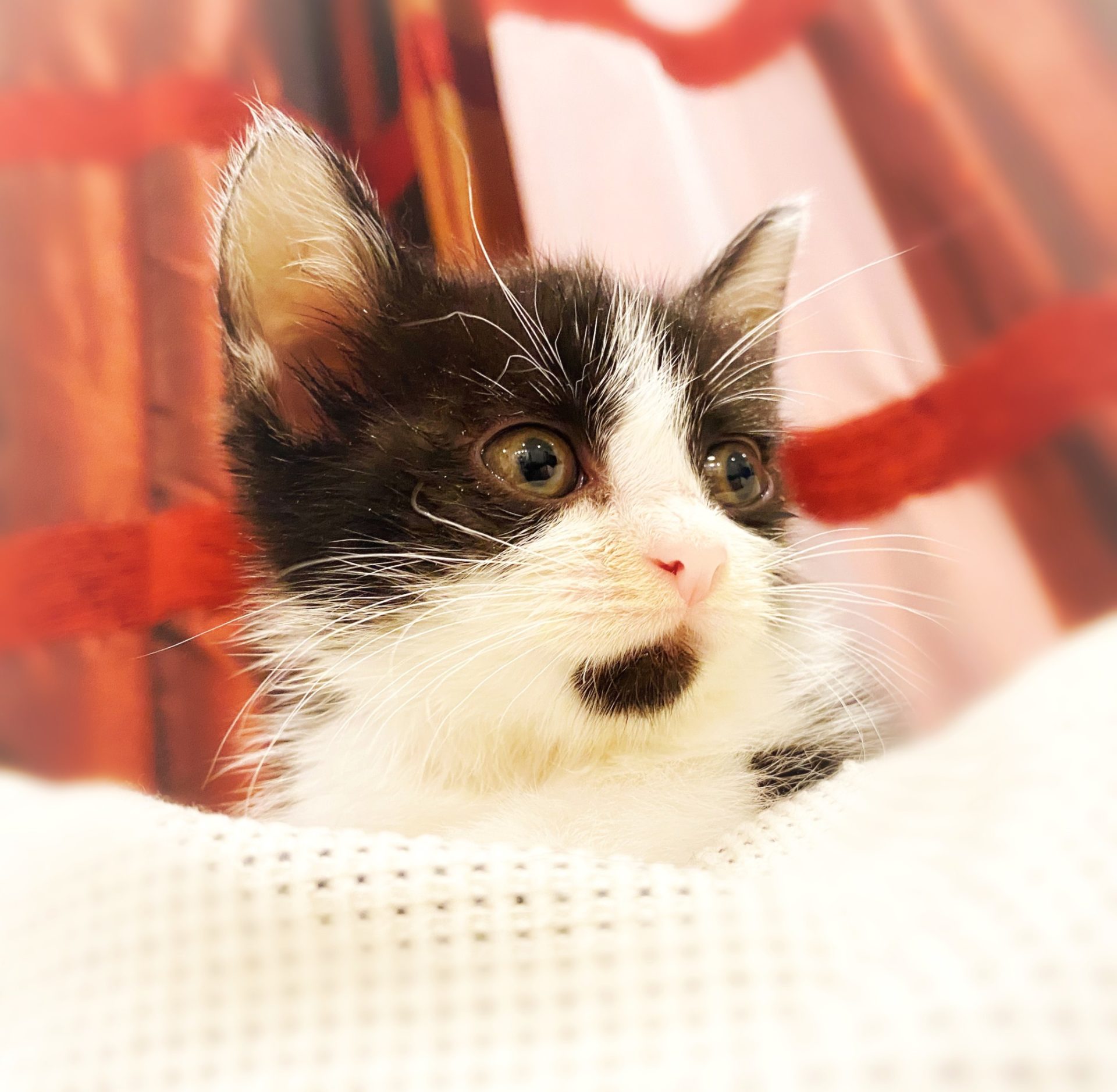 B1139393-A737-4FE2-950D-7695A4EB86DE