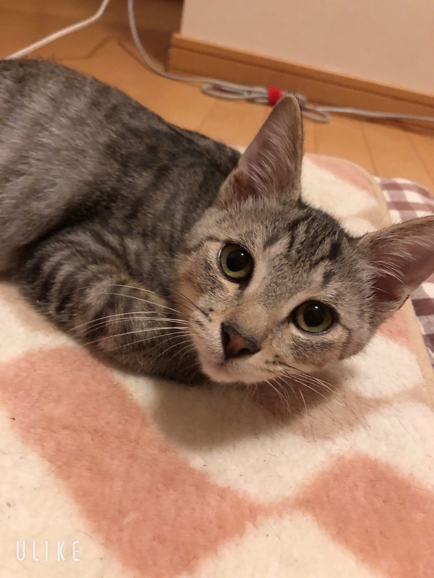 FFF0C6C1-2681-402C-ABB7-13C4B0884521