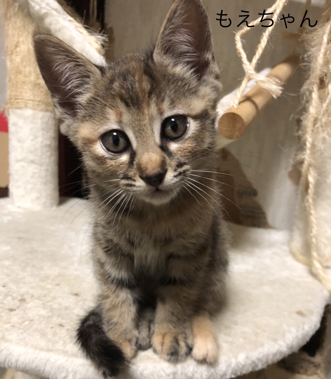 278FCB9D-1E24-450E-A8BB-3CDA8E5C6386