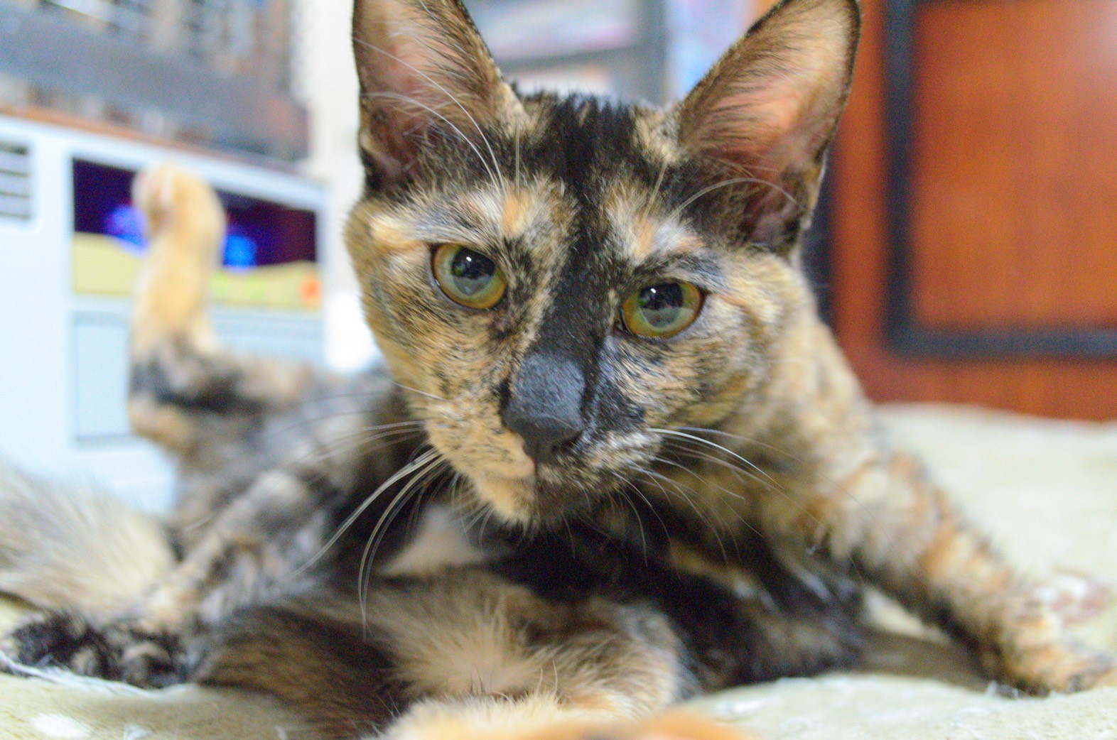 3491591F-D3E3-437D-AC24-6883994FAA61