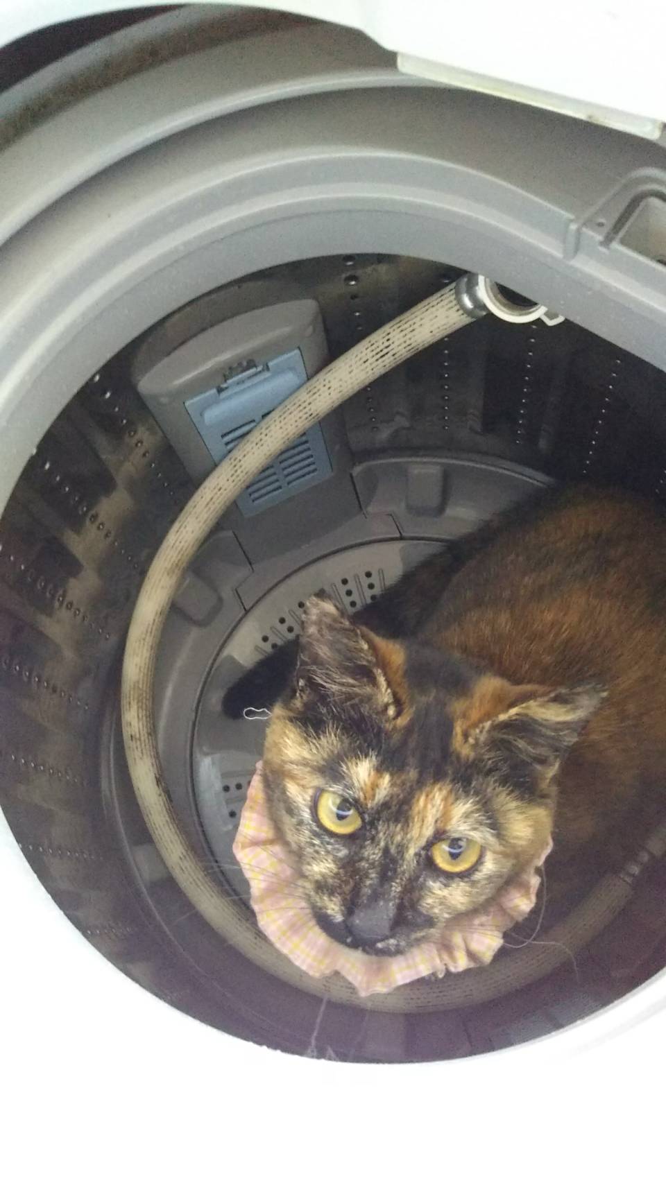 935E135F-7FC7-4934-BD9A-63617E0DC76A