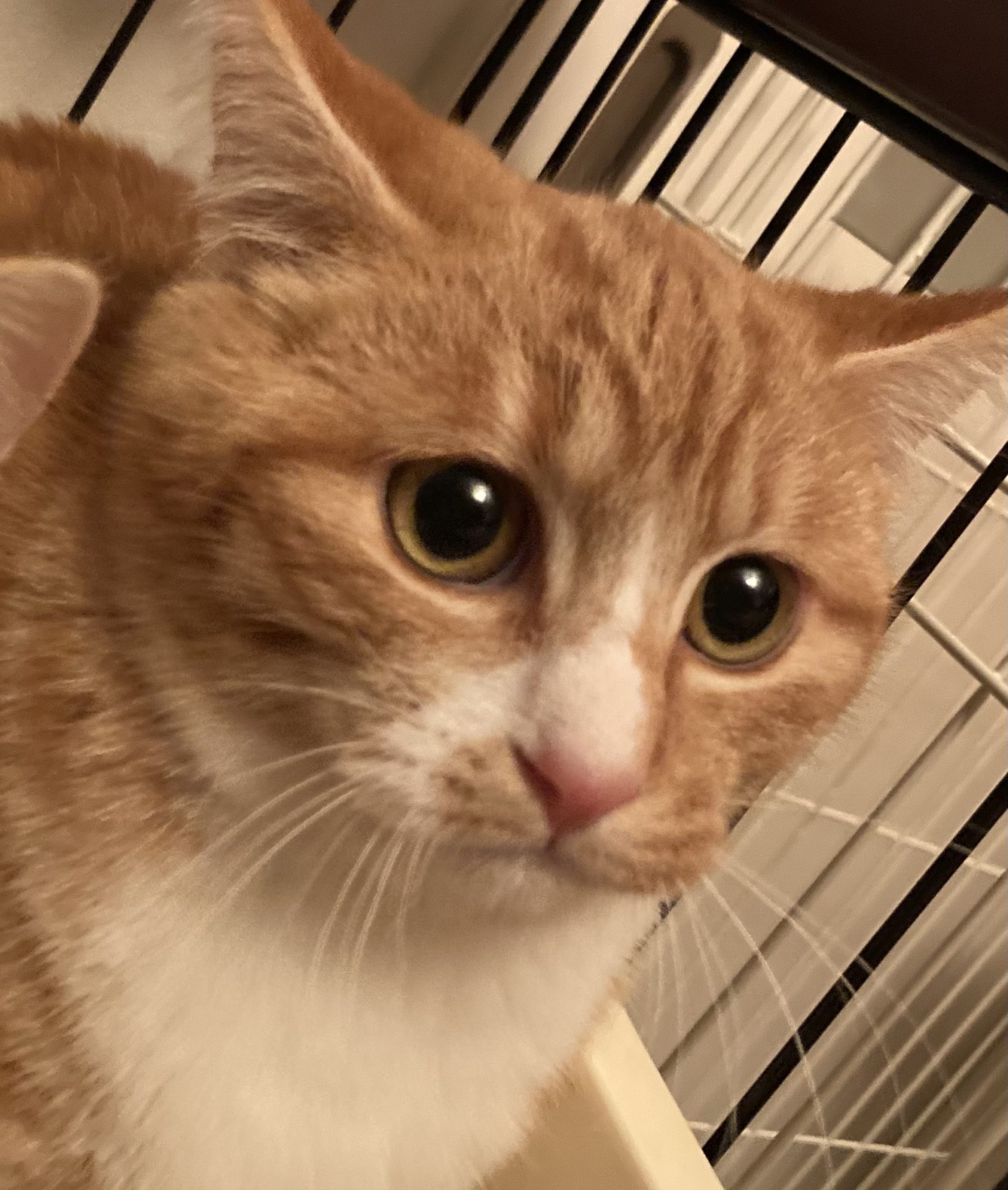 95045B00-7A3B-4384-94D2-5DEBAC4C9D5A