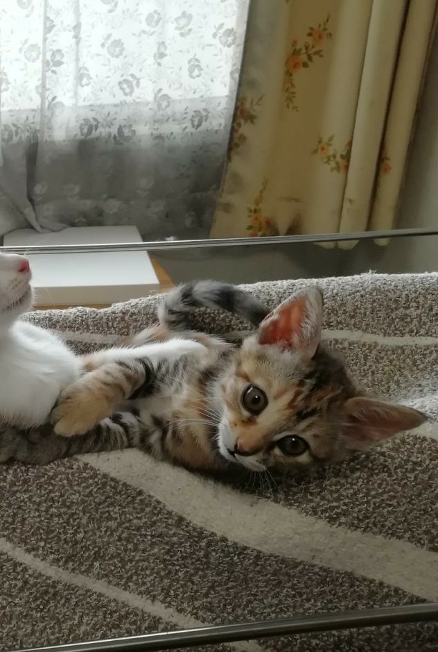 9C93D0E4-E49E-4311-B9C7-863DFA5DD5B5