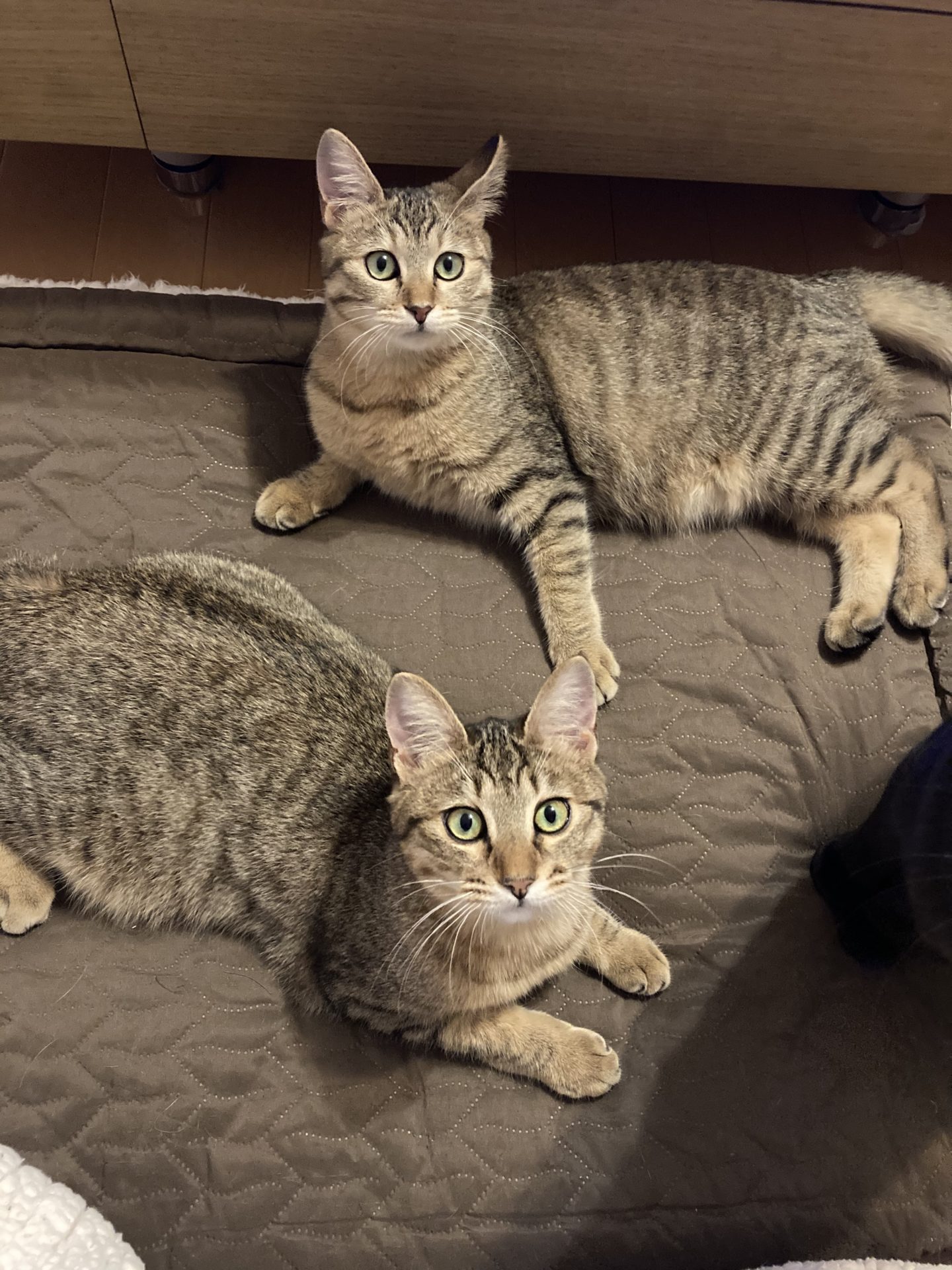 CEBE8575-6B72-4CDD-8EB2-D1CF053D3496