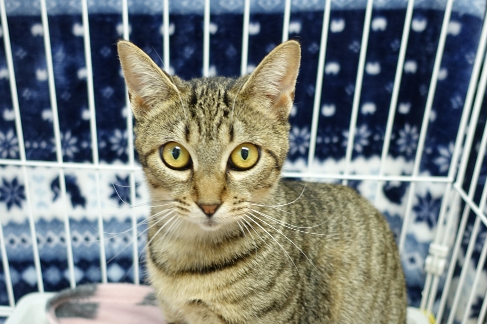 MYXJ_20201216163106268_save