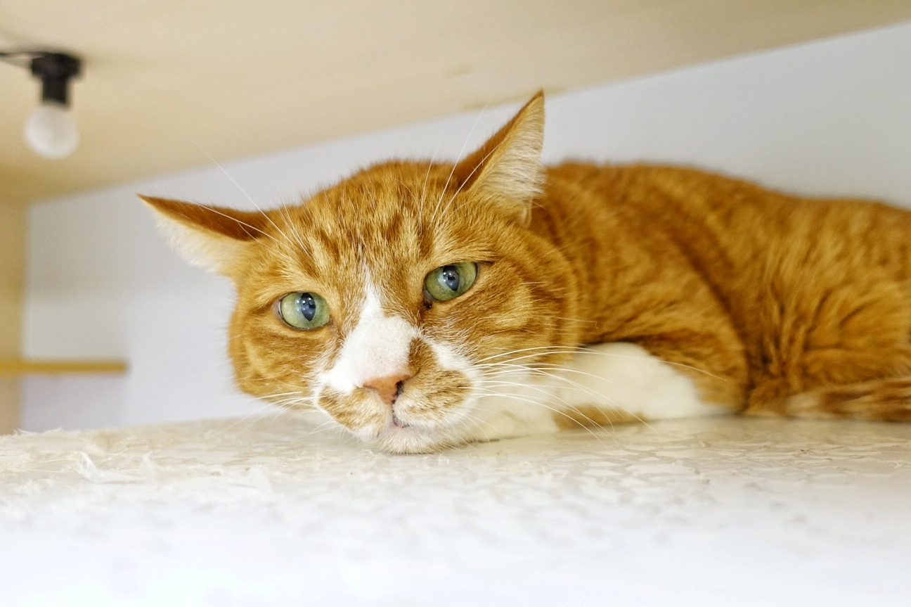 MYXJ_20201216163533400_save