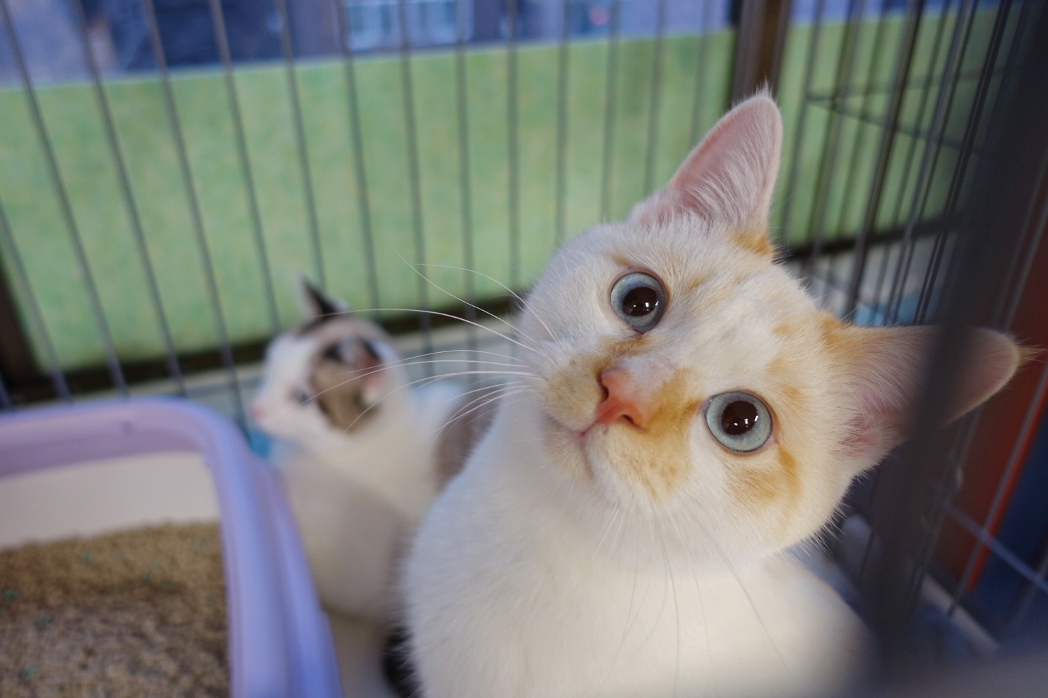 MYXJ_20201218204127485_save