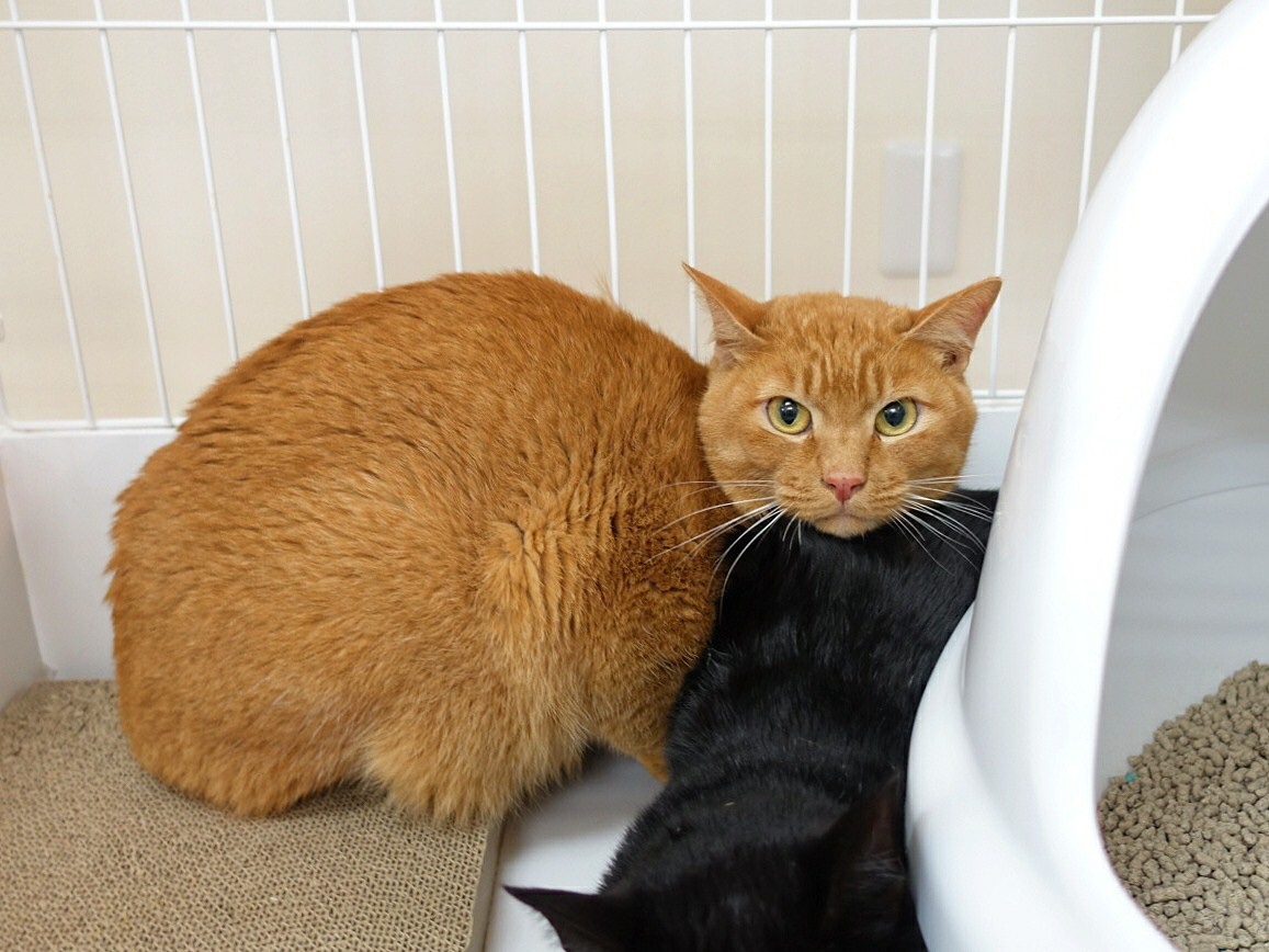 D331C9B0-14CB-49BA-9FE2-2CA2B254D5B0