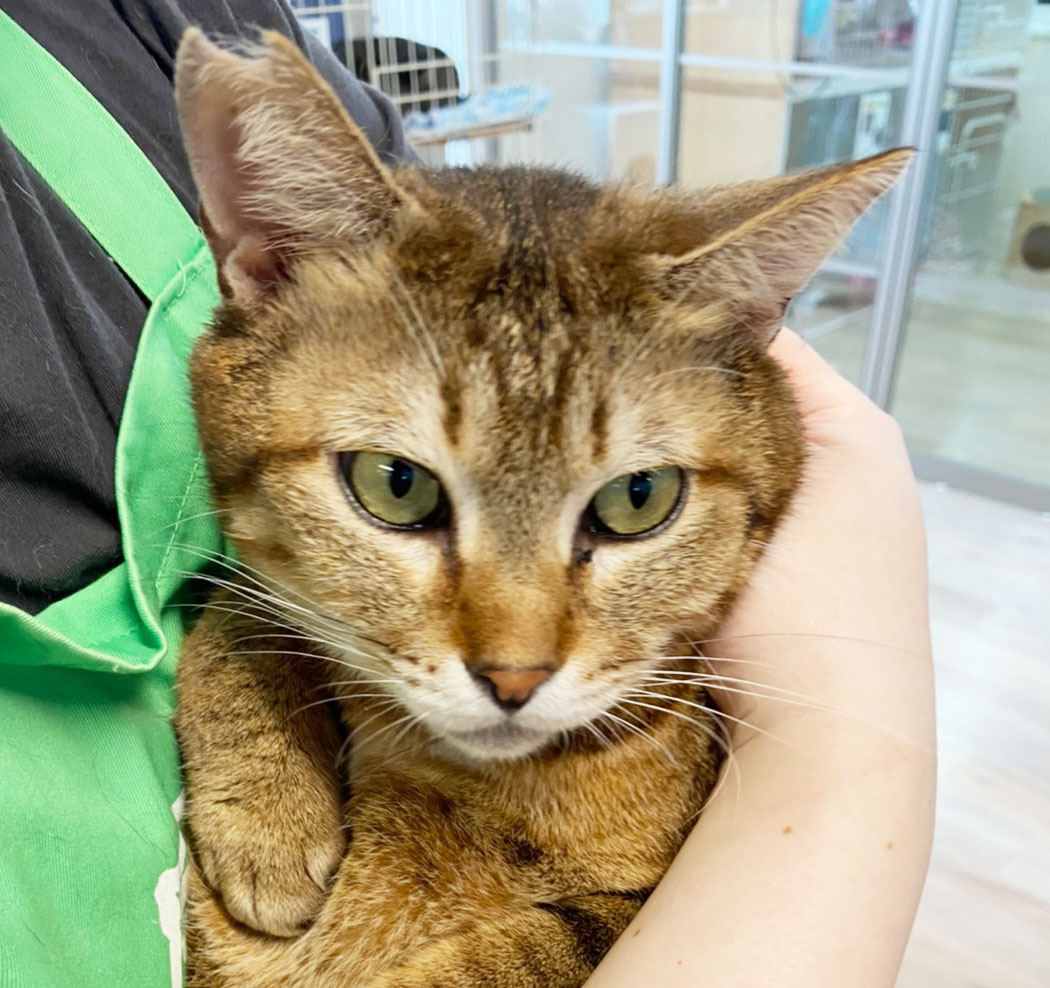 何かに使えるかな？かわいこ写真館(追加＆使用は自由です！)_210224