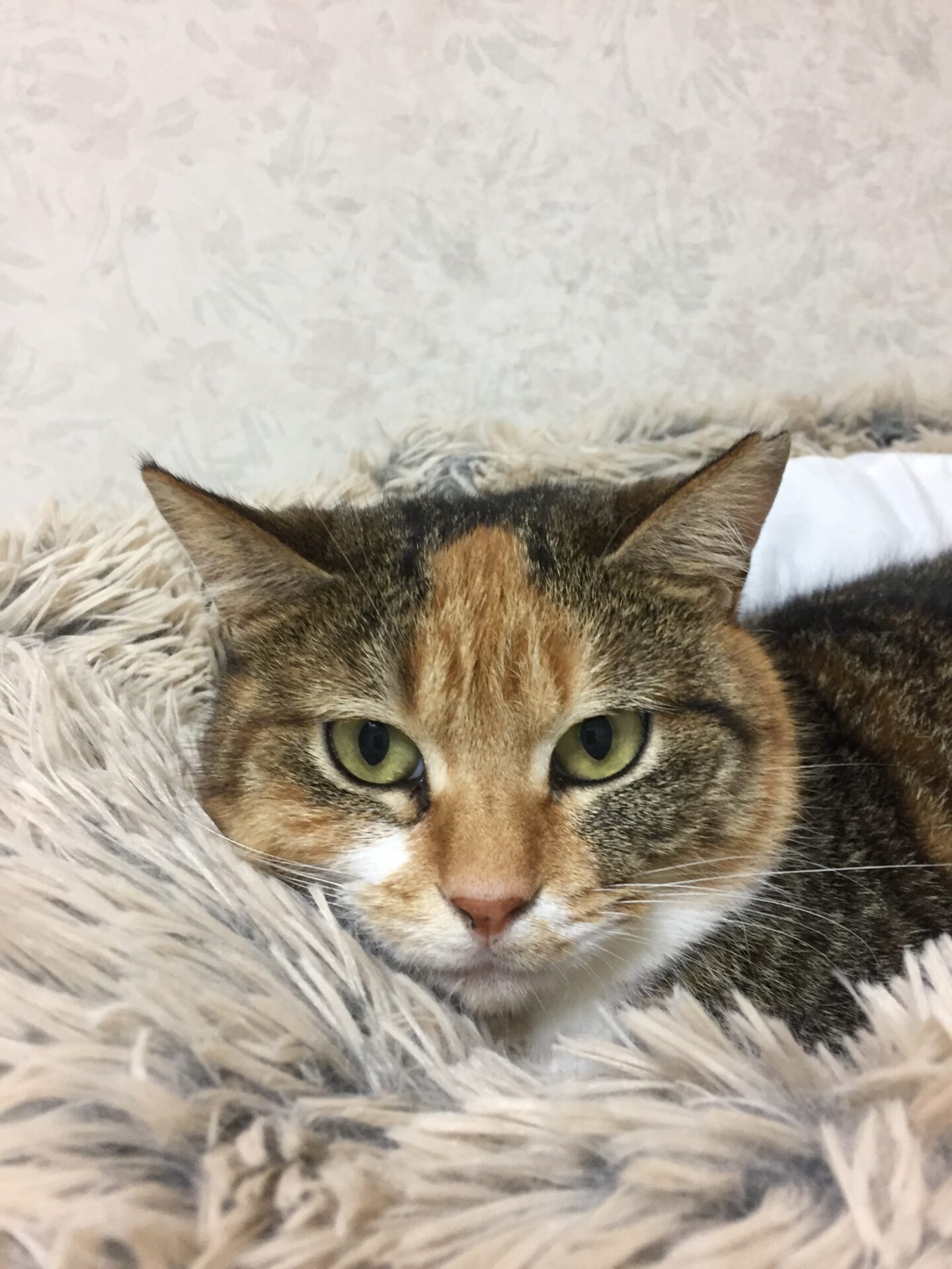 743F40A1-BB5C-4A44-9E37-C2FB31601C67