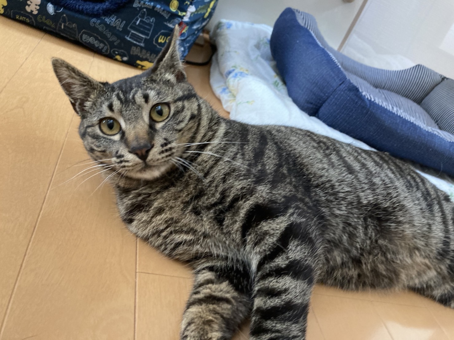 BC0327BA-737A-40A6-846D-F729280BCF00