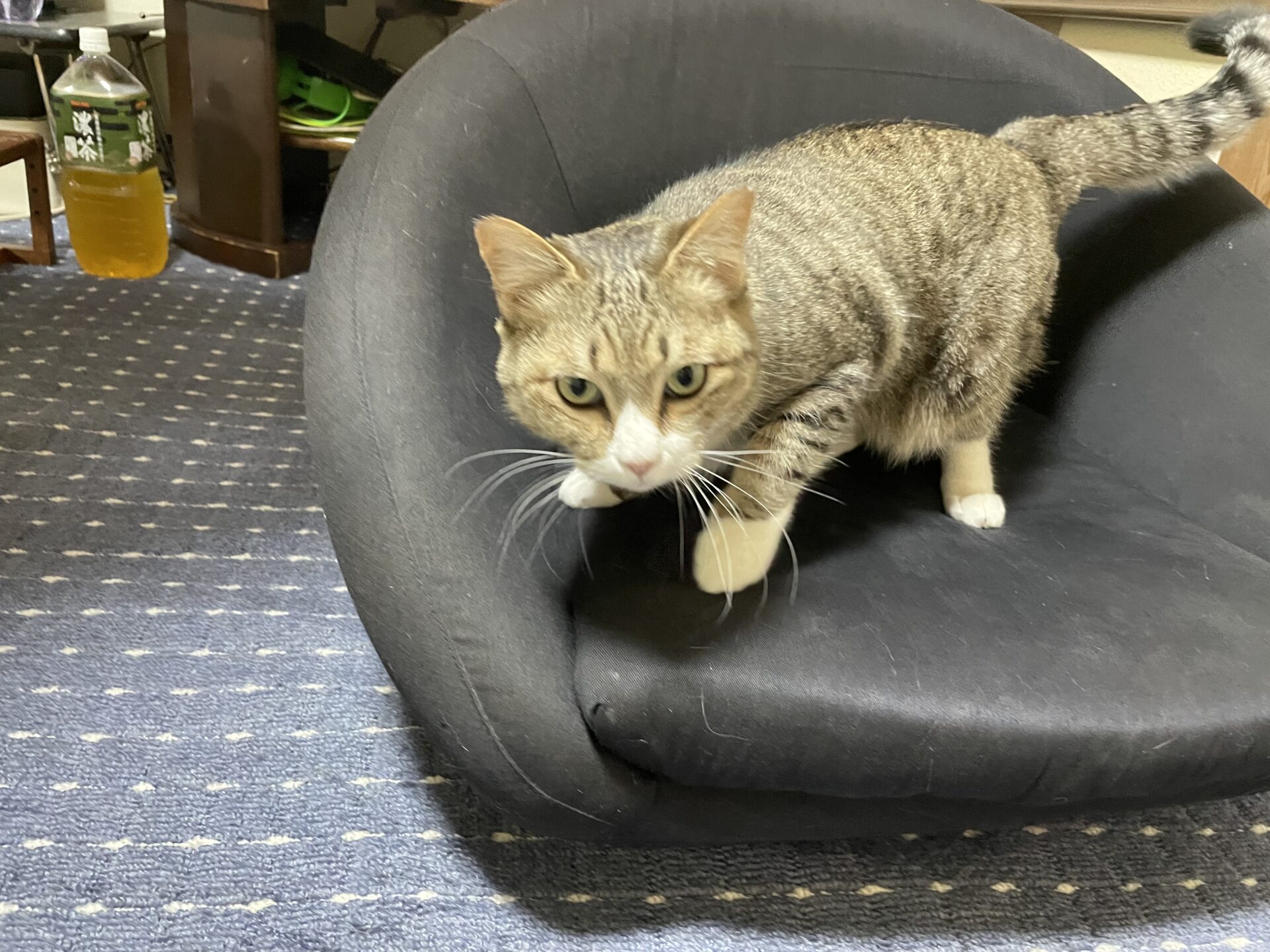 4BAB6FE7-3E9B-4AC9-BF62-E070347D01A5