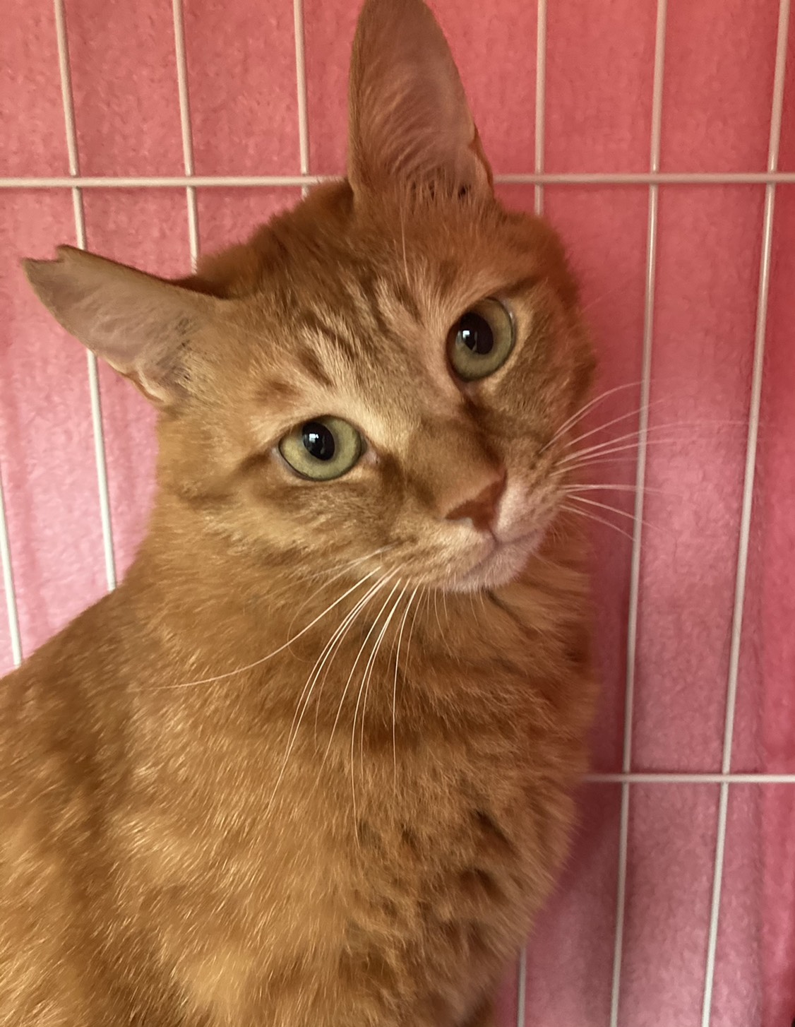 790C9096-EBD6-4F9B-A37E-EEC0AF34FFC3