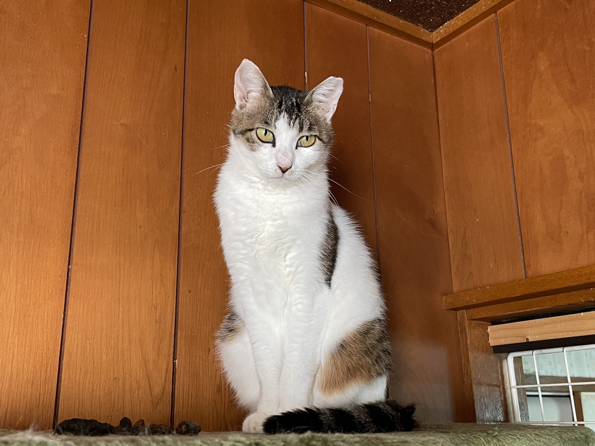 A56115C5-0B28-4DDC-8D28-647251755CE1