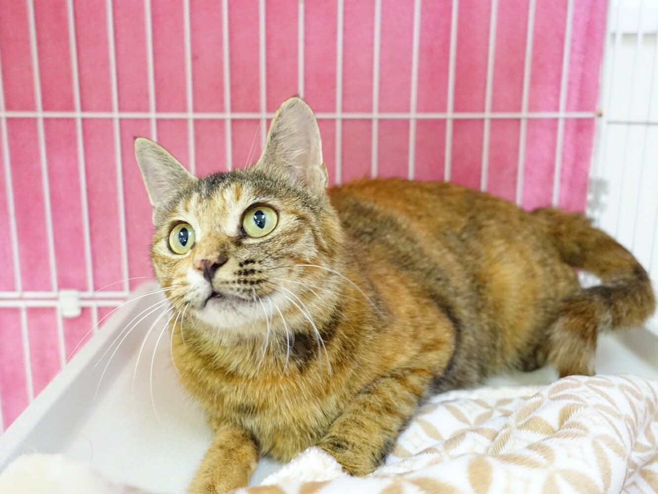 C5E6120A-5971-4F85-BC7E-32EF7F3E1A3B