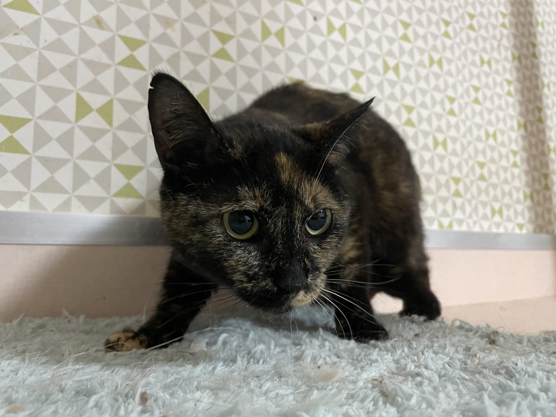 D6387E2C-6137-4872-B7A0-66FA56D25355