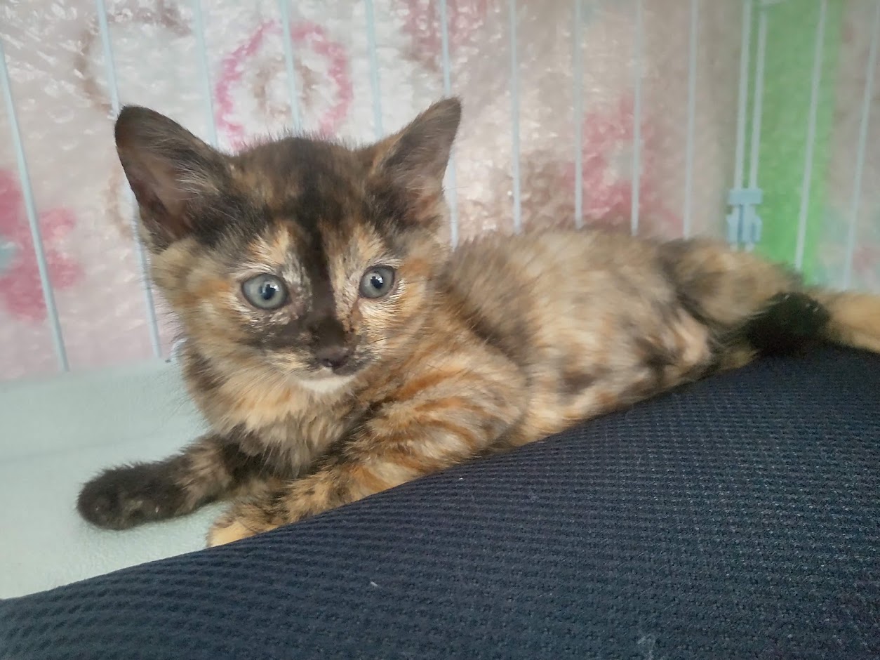 HORIZON_0001_BURST20210616124547659_COVER