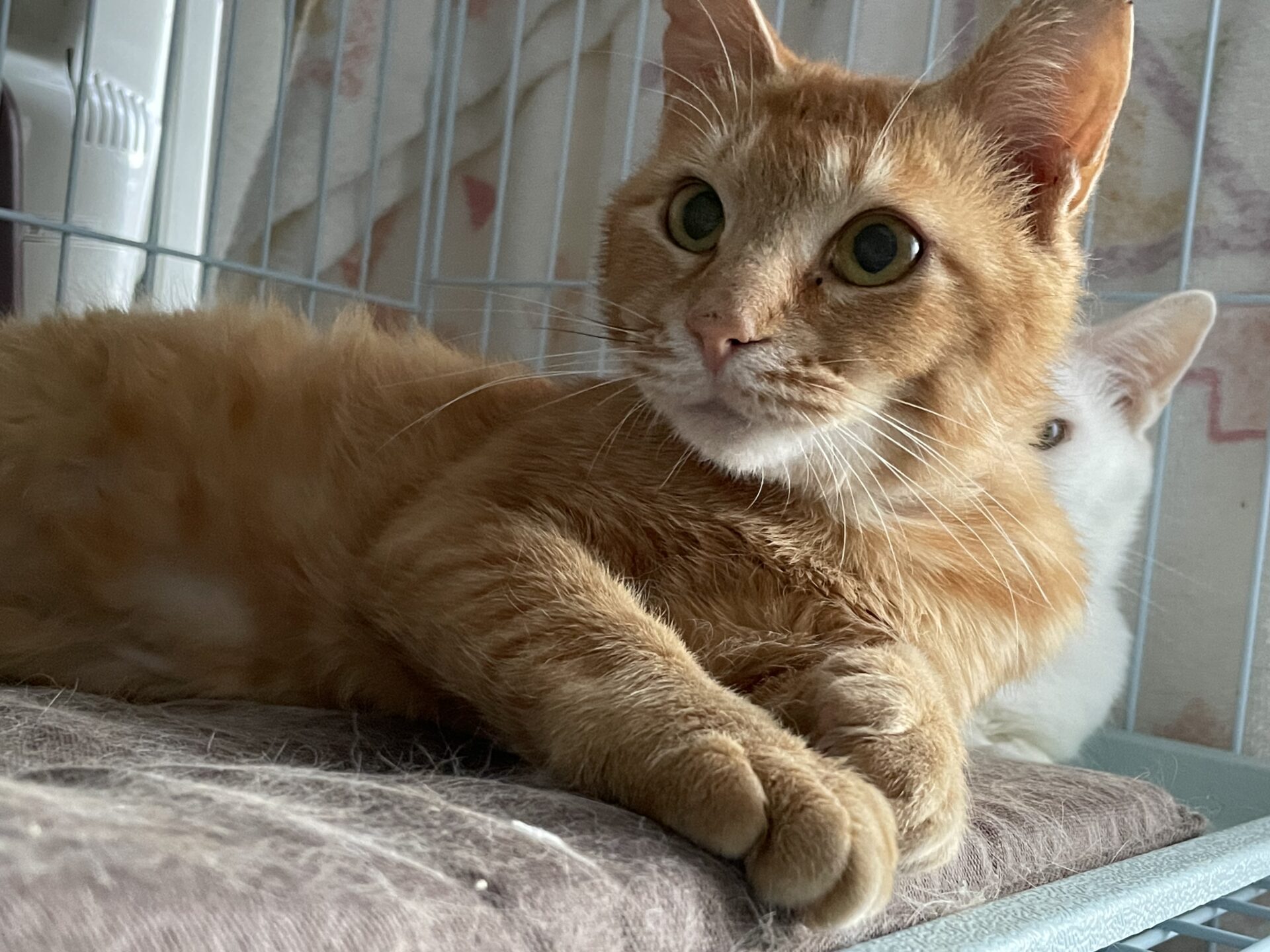 02AFBA89-96E4-4347-A805-34D378F09C5E