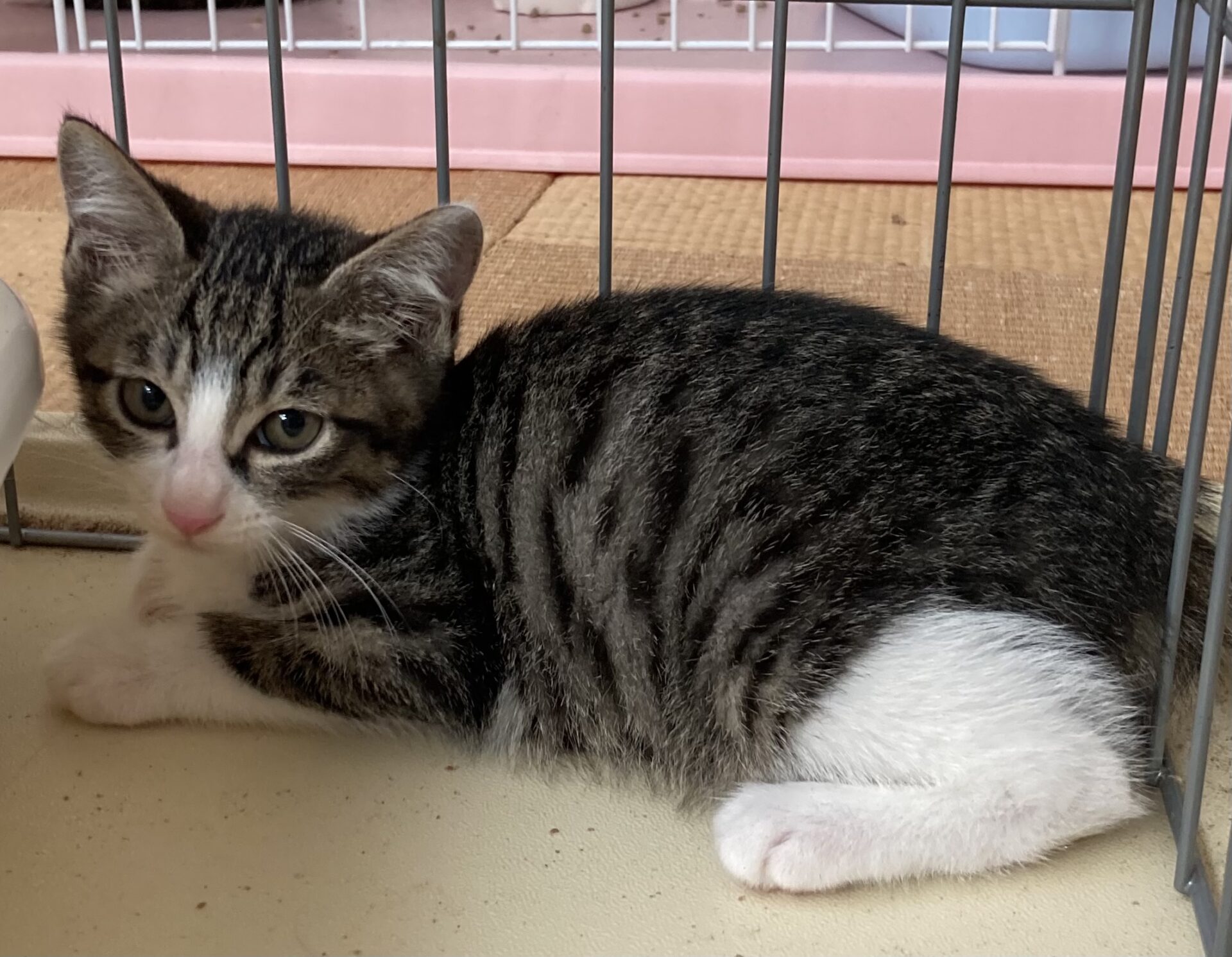 7462DC0E-EA55-4403-9D19-22F78D6C0B40