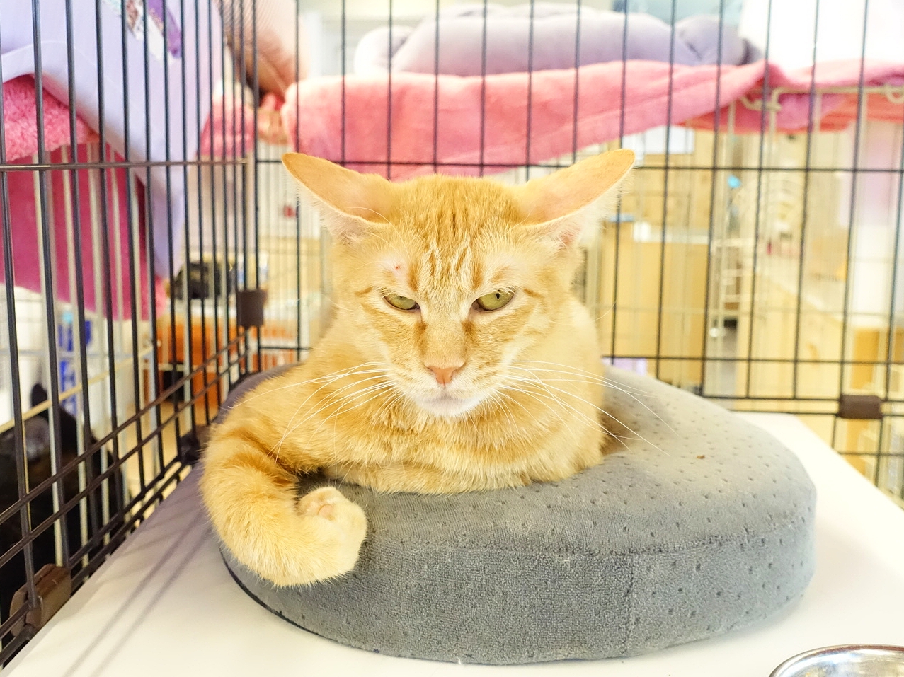 9C132F05-4982-4EAE-A218-CEDC3F86CADF