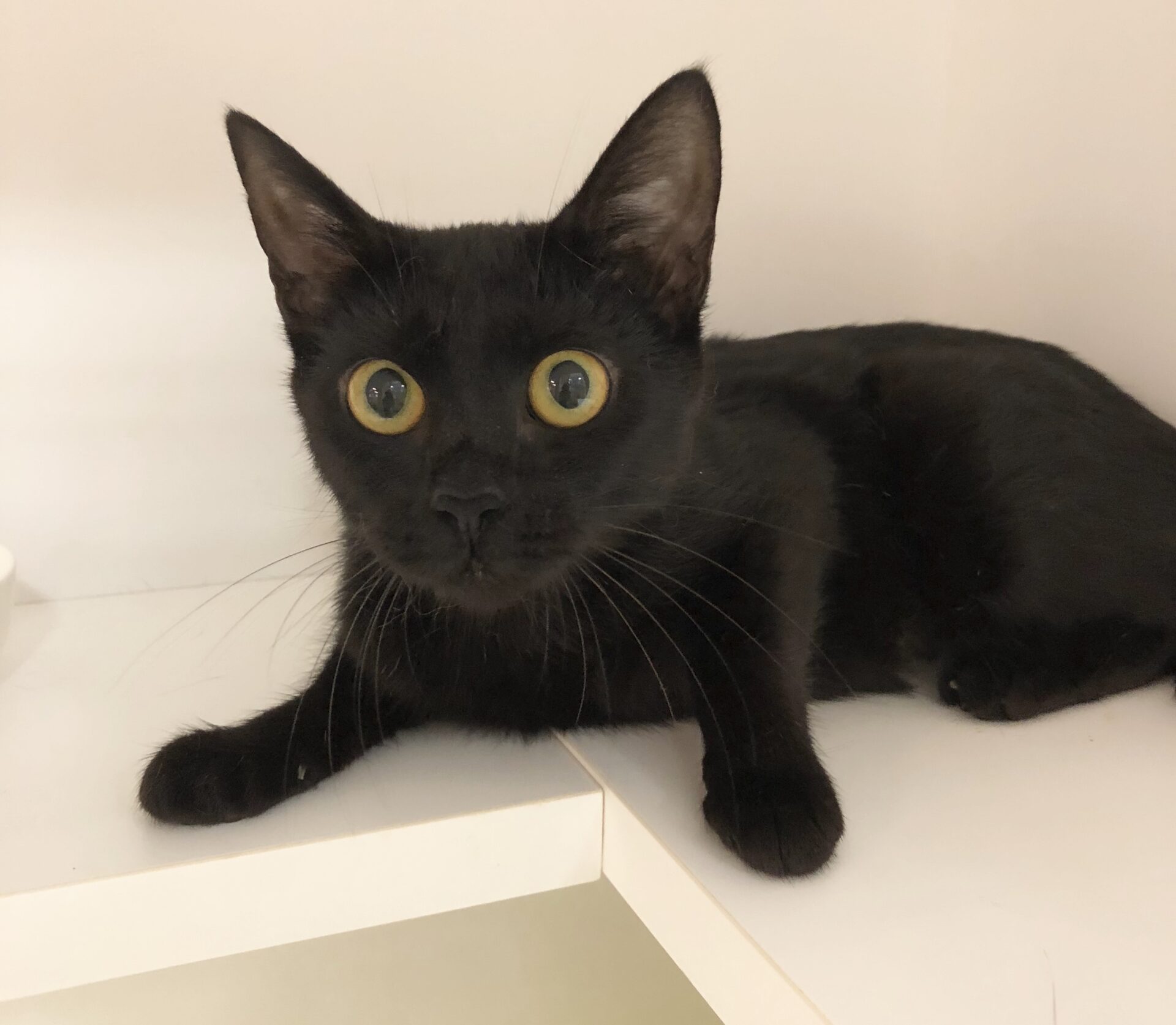 3485E5DA-3260-41F8-92E4-AB444CA83F1C