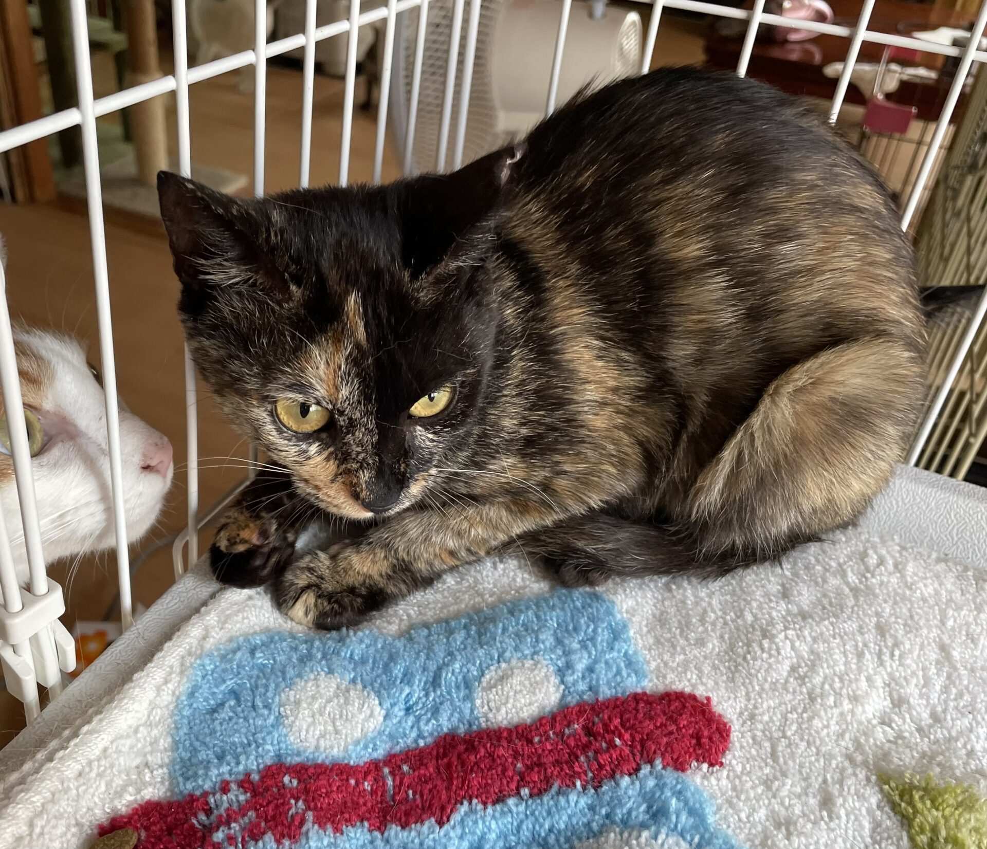 5C1220CA-063D-4235-BAF1-D899FAF27BD0