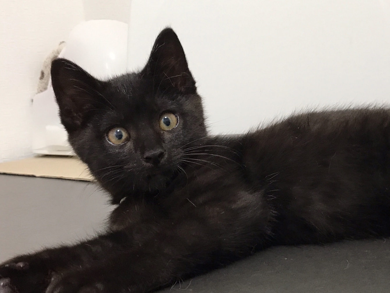 74D5BD13-70D6-492F-A854-03CC9EF6ECCF