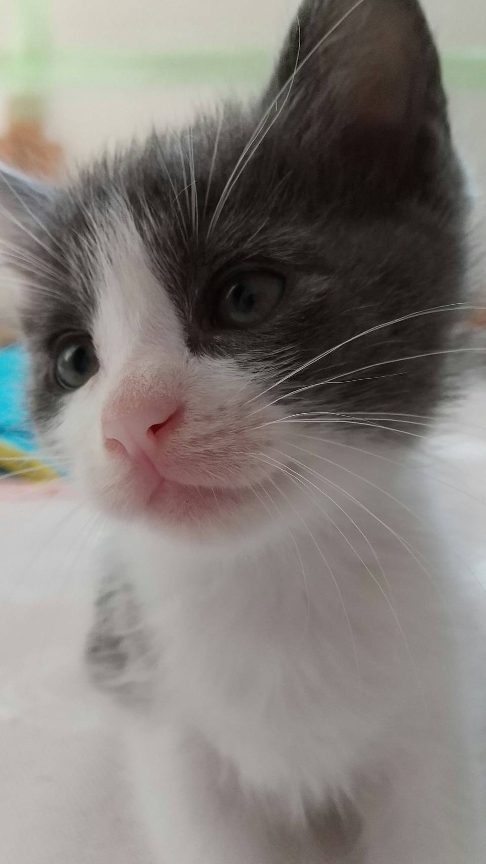 ハチワレ女の子