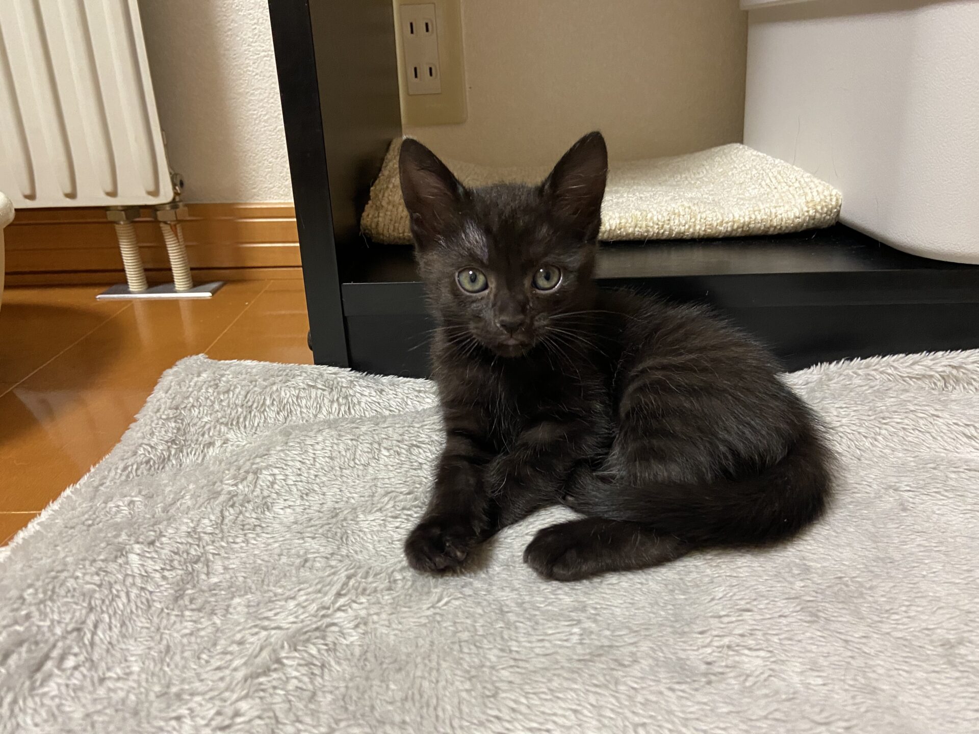 1C3CBAAC-20B1-42C6-AB89-705D81193B6A