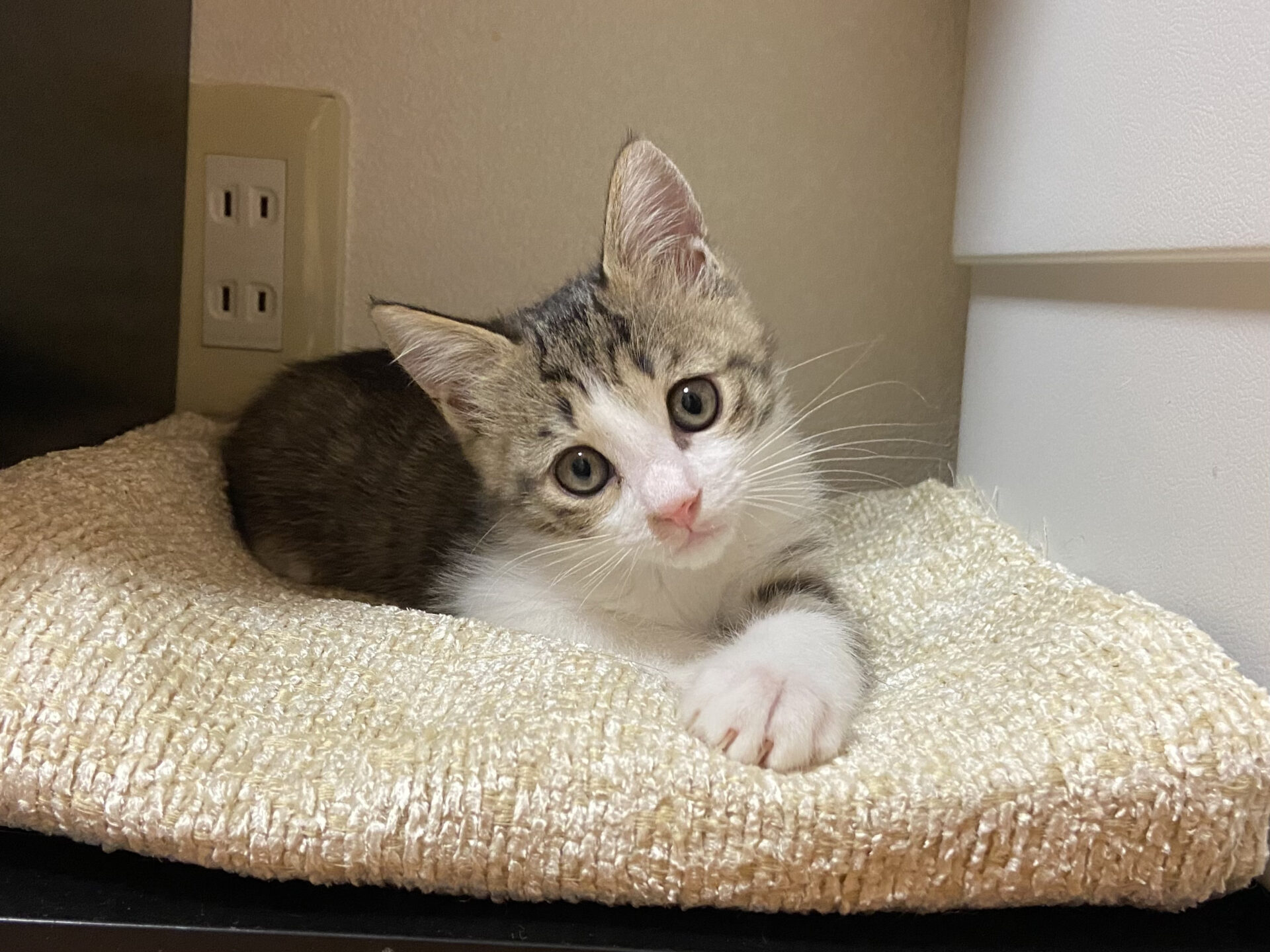 20AB11E0-E097-4025-9DBA-EDAD2257BFFA