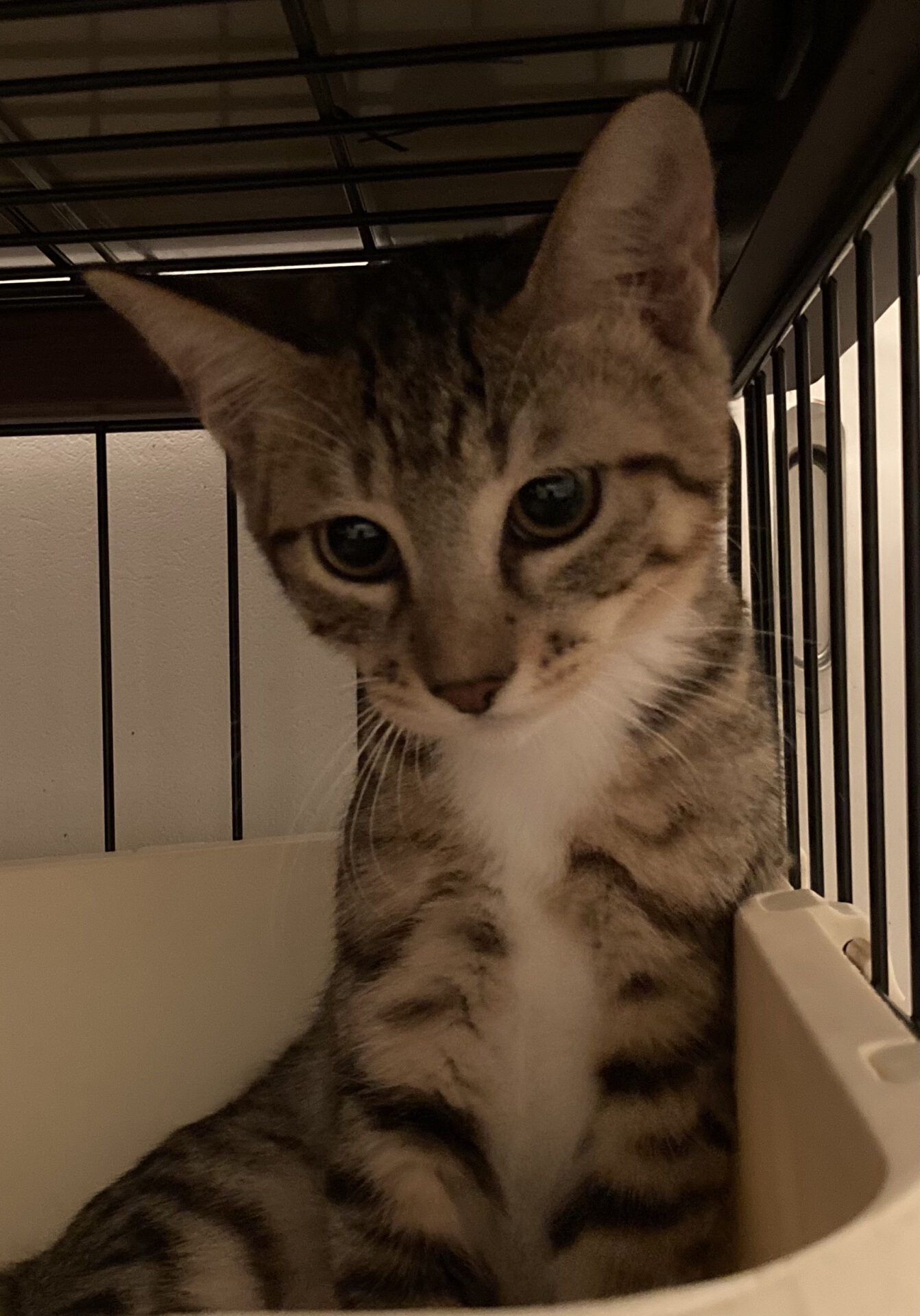 38CC5FAC-983F-4F4C-9138-7C37567D5F0C