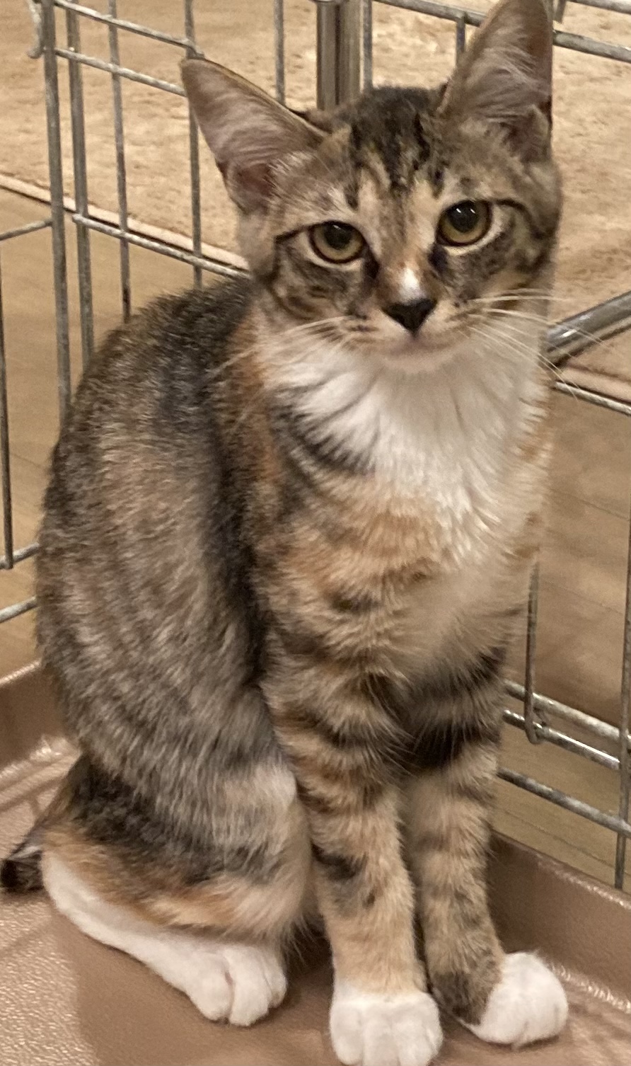 79DAC7B1-3F68-416B-A74F-FB3B3ED1E5C5