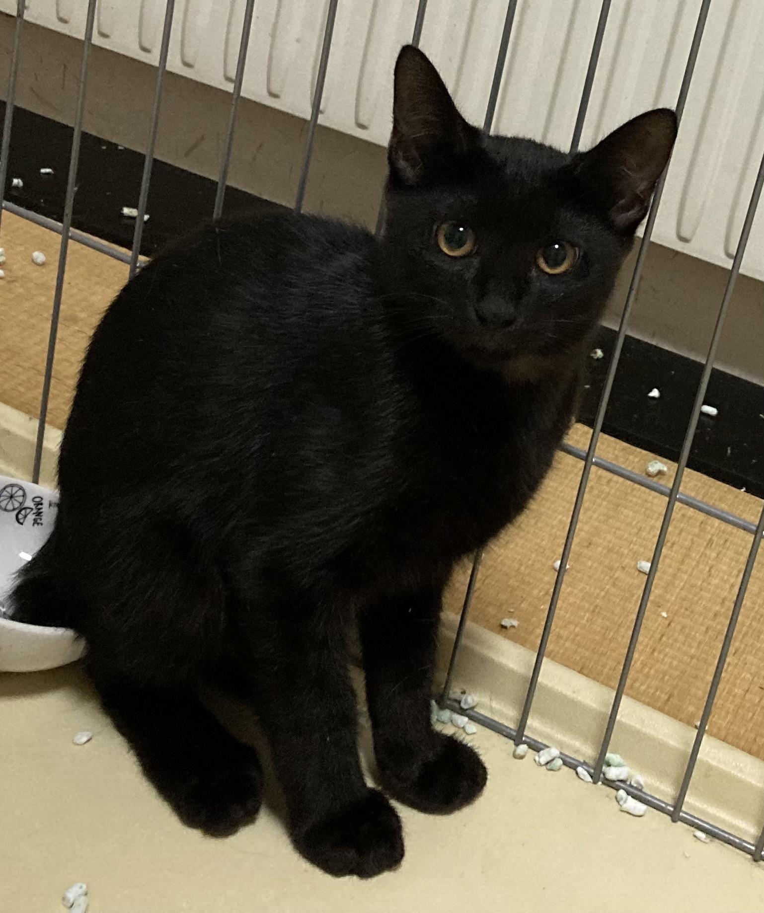 C8D10C92-1423-4D9D-AD1B-6EF167C7BF7C