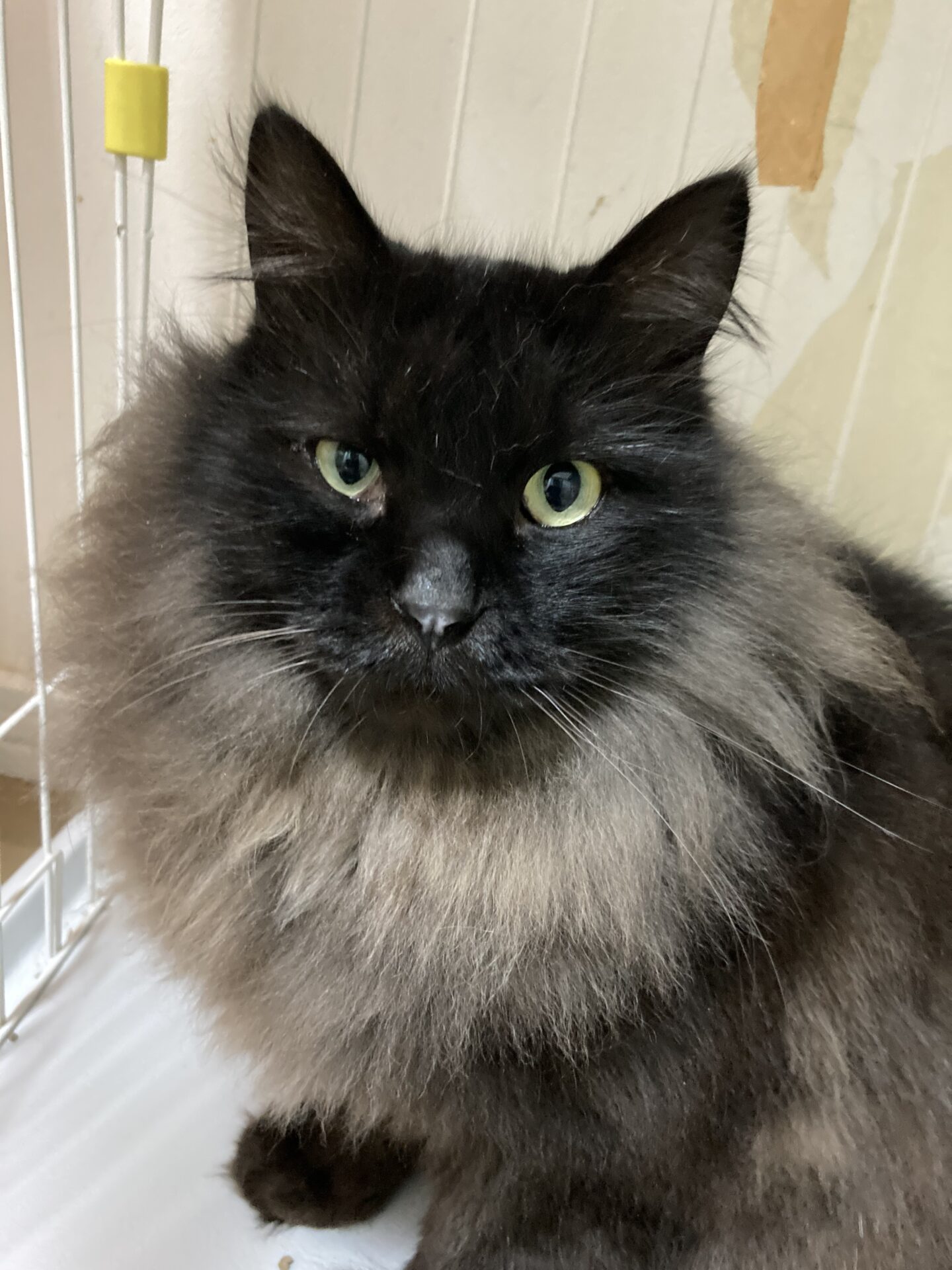 E3452433-9E9A-4338-BEC8-1D2BAA2D85EF