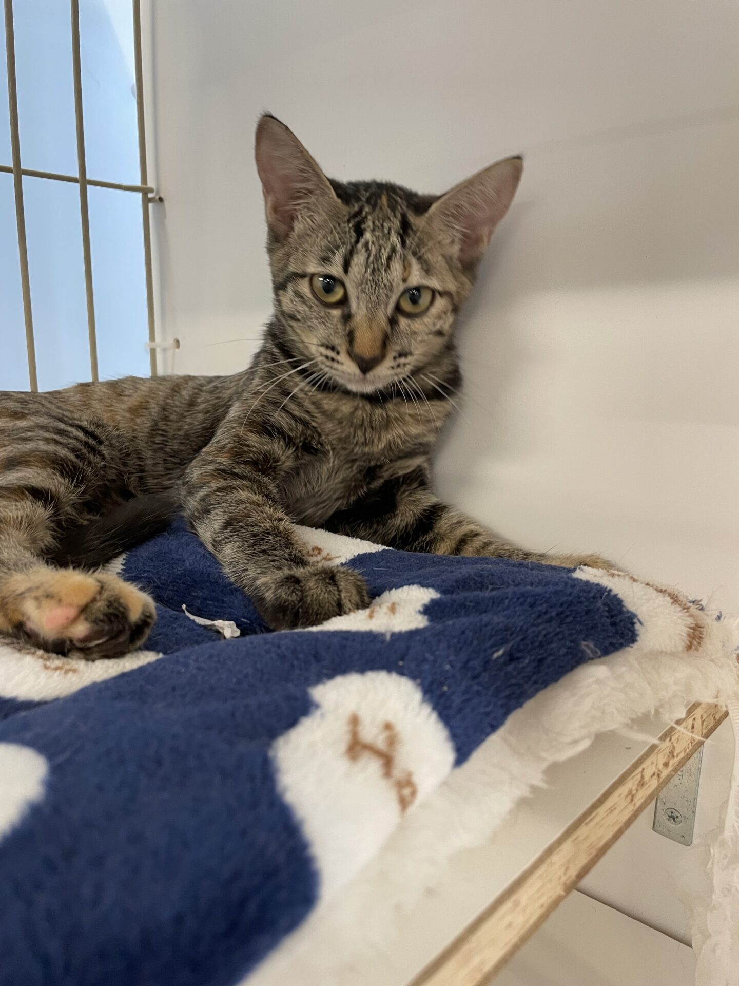 5B83C3A8-3D9B-4034-9E3E-08DF212E2F15