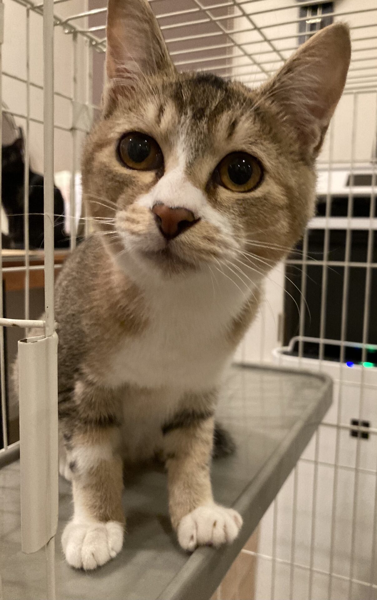 AC68C2C8-939C-4562-B2E8-C2BEBFD98DB6