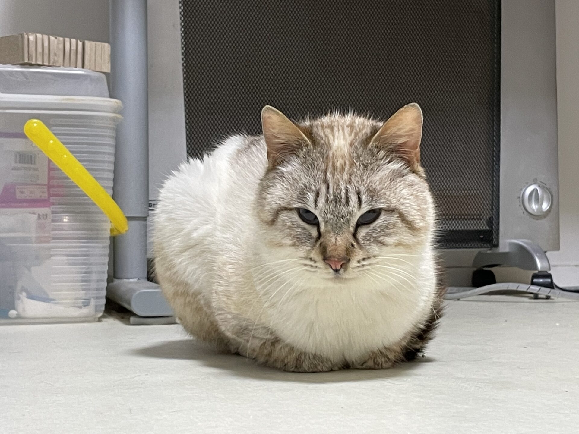 442F416C-574A-4040-A38C-92AA909C2874