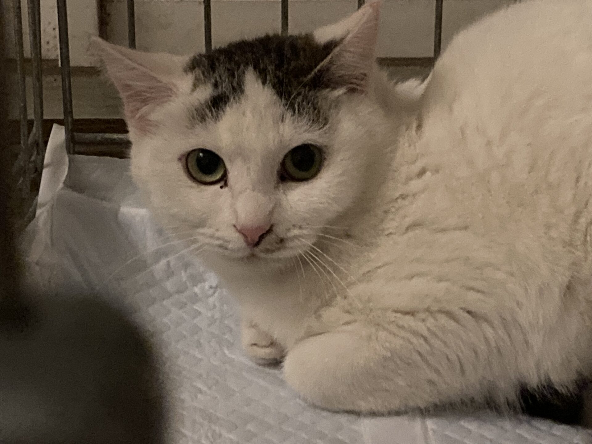 B6A8E520-EA22-4A3F-8A74-38E229878BB5