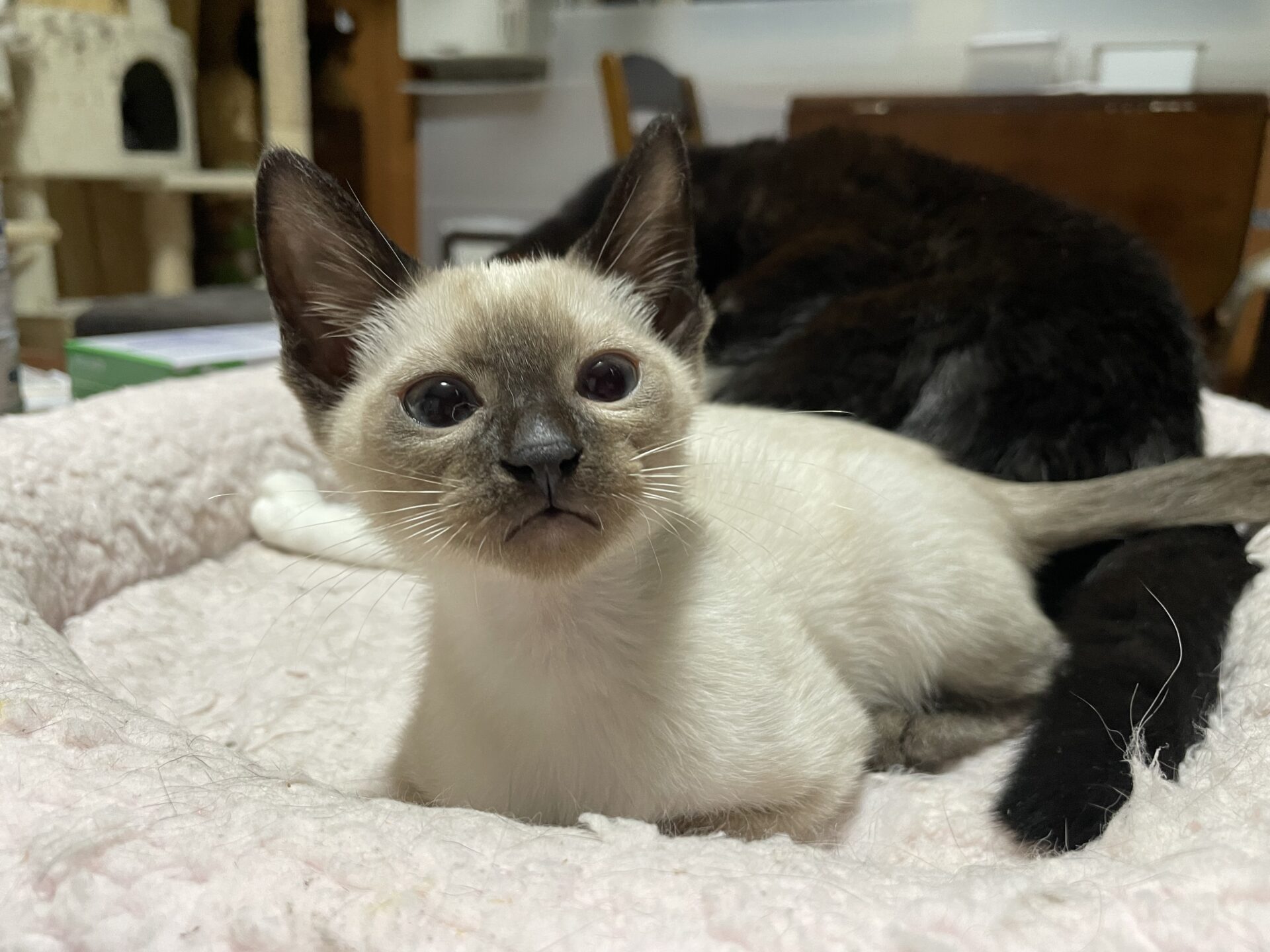 DEC1C284-CF59-445E-819D-F813EC7120C0